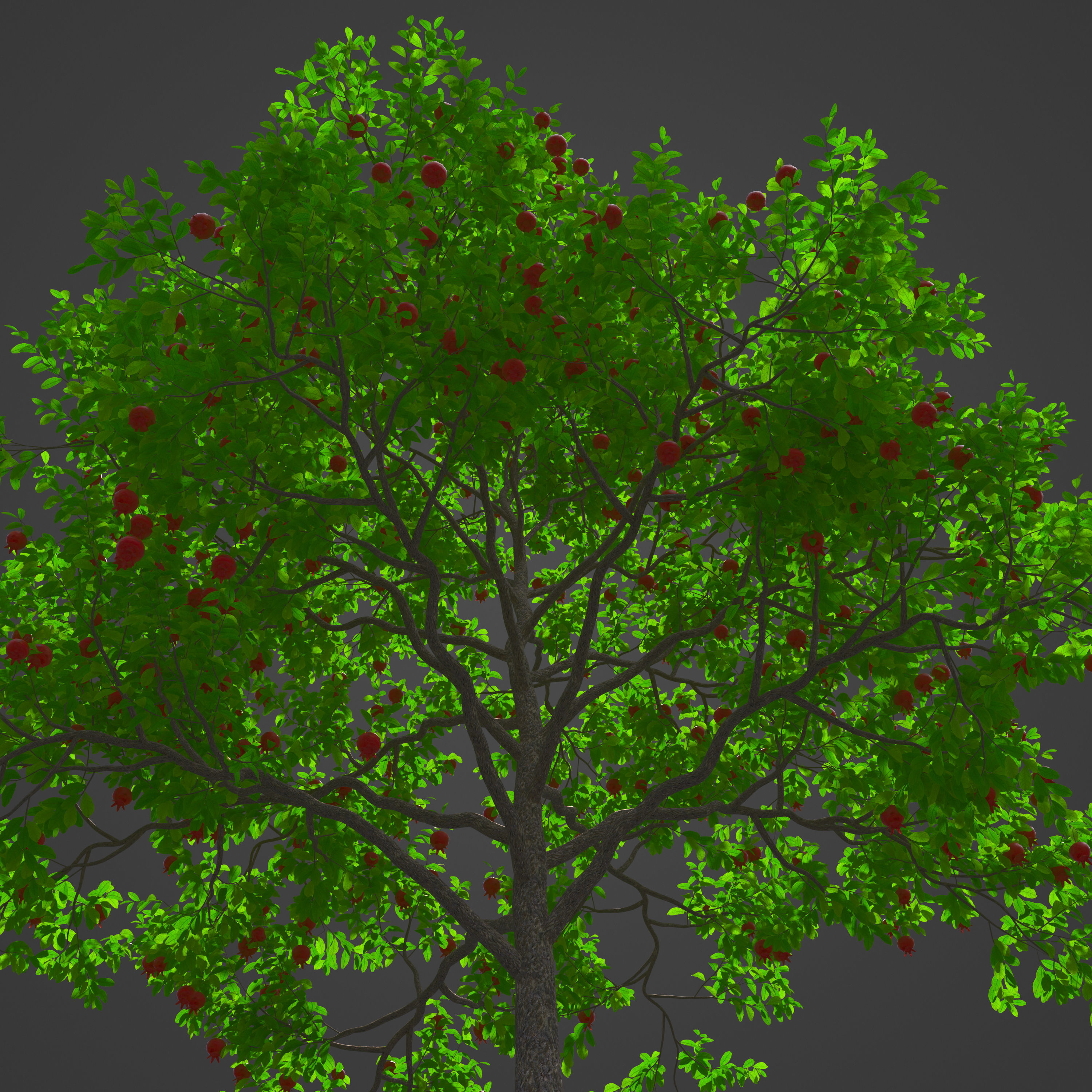 2021 PBR Pomegranate Collection - Punica Granatum 3D model_8