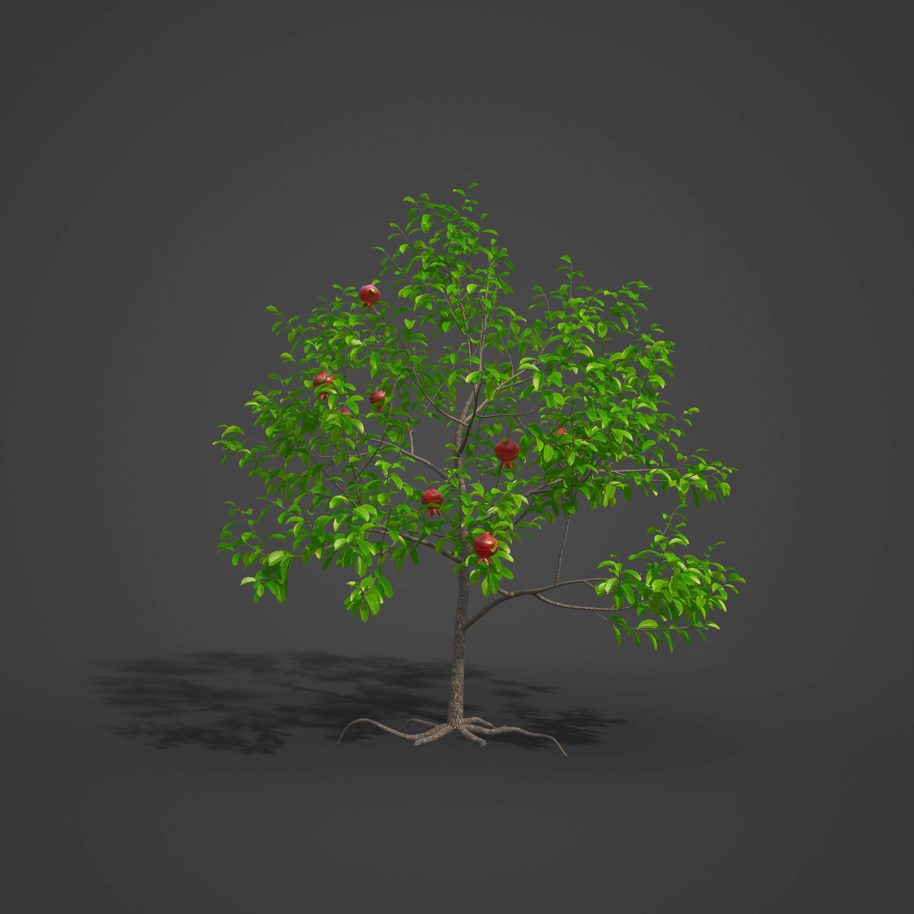 2021 PBR Pomegranate Collection - Punica Granatum 3D model_4