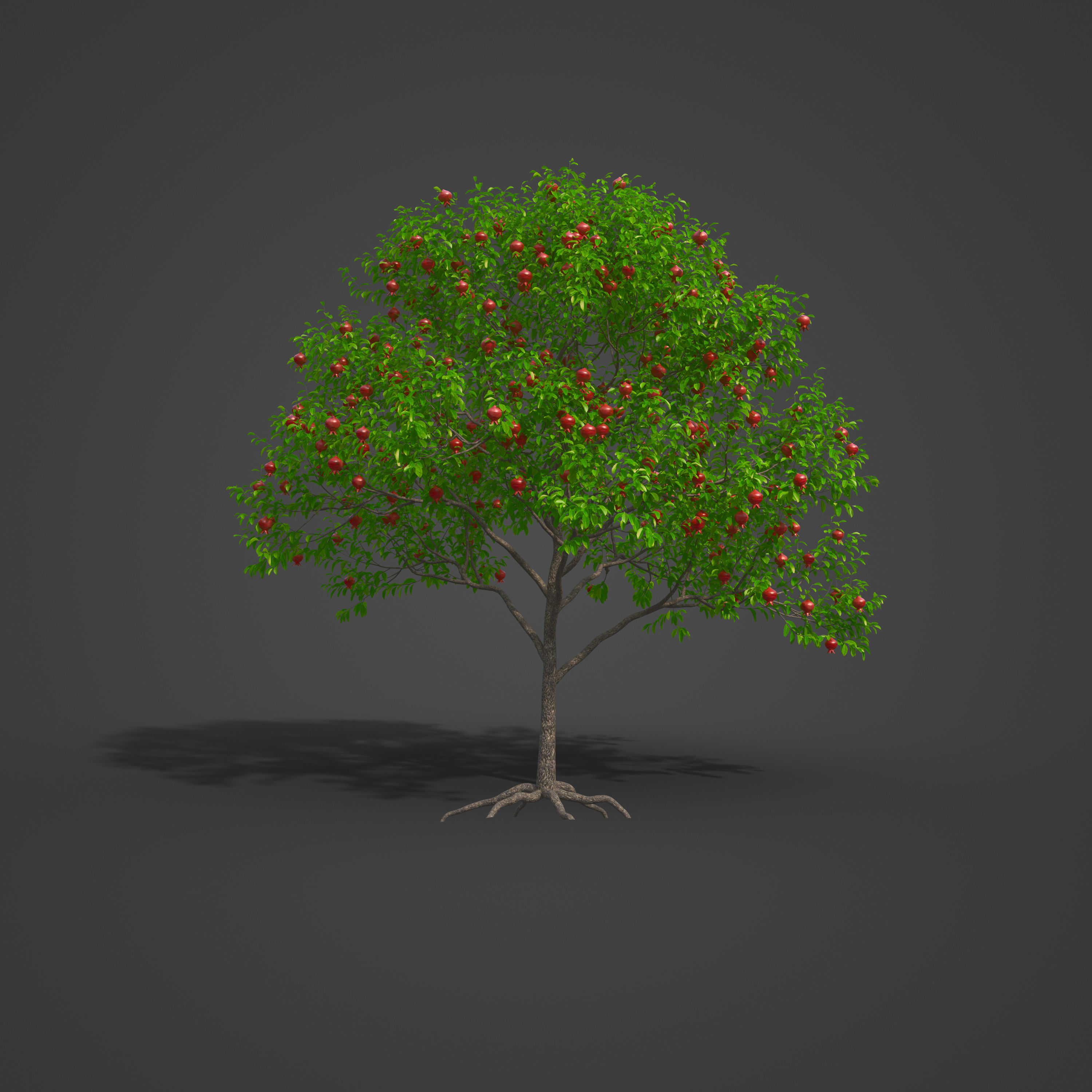 2021 PBR Pomegranate Collection - Punica Granatum 3D model_6