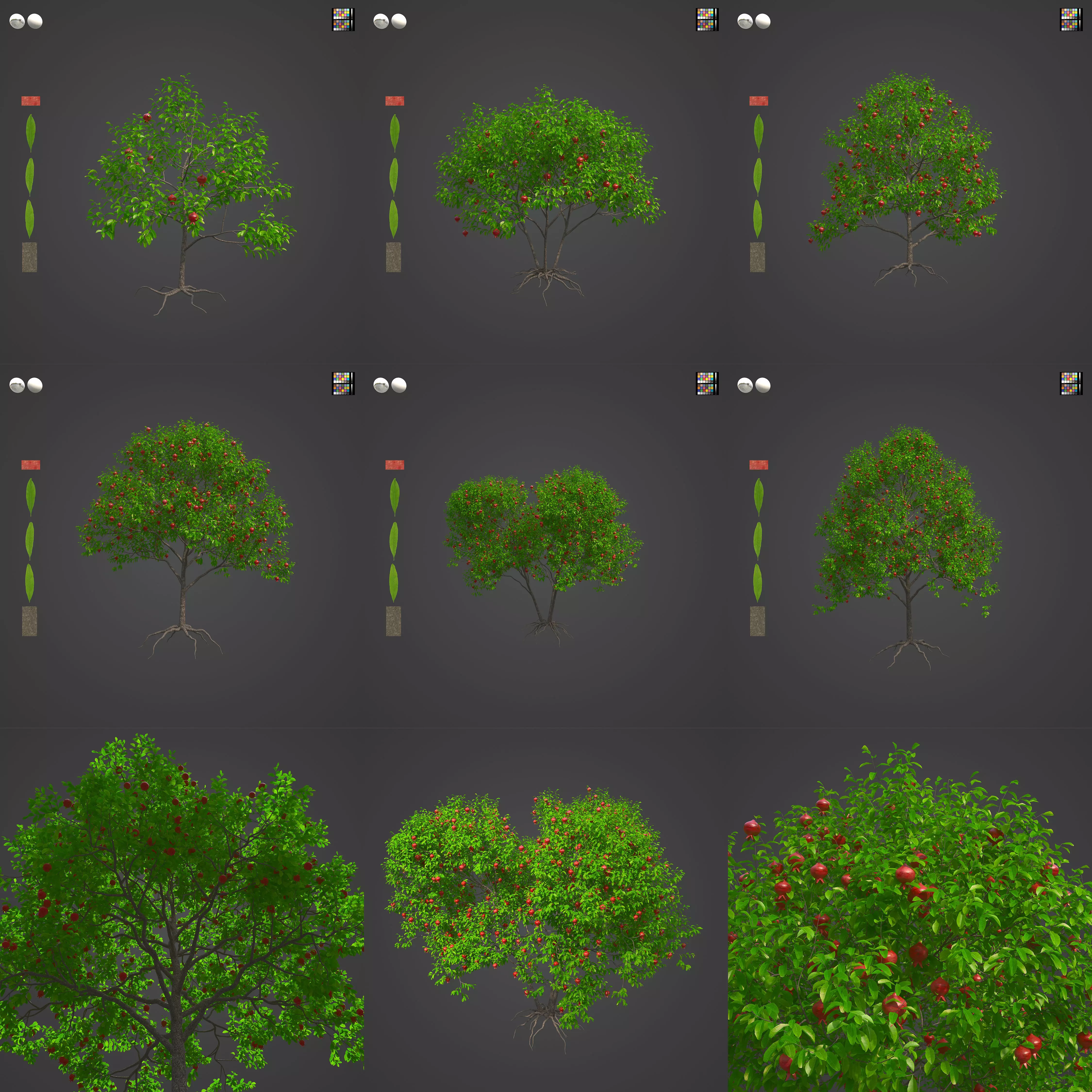 2021 PBR Pomegranate Collection - Punica Granatum 3D model_0