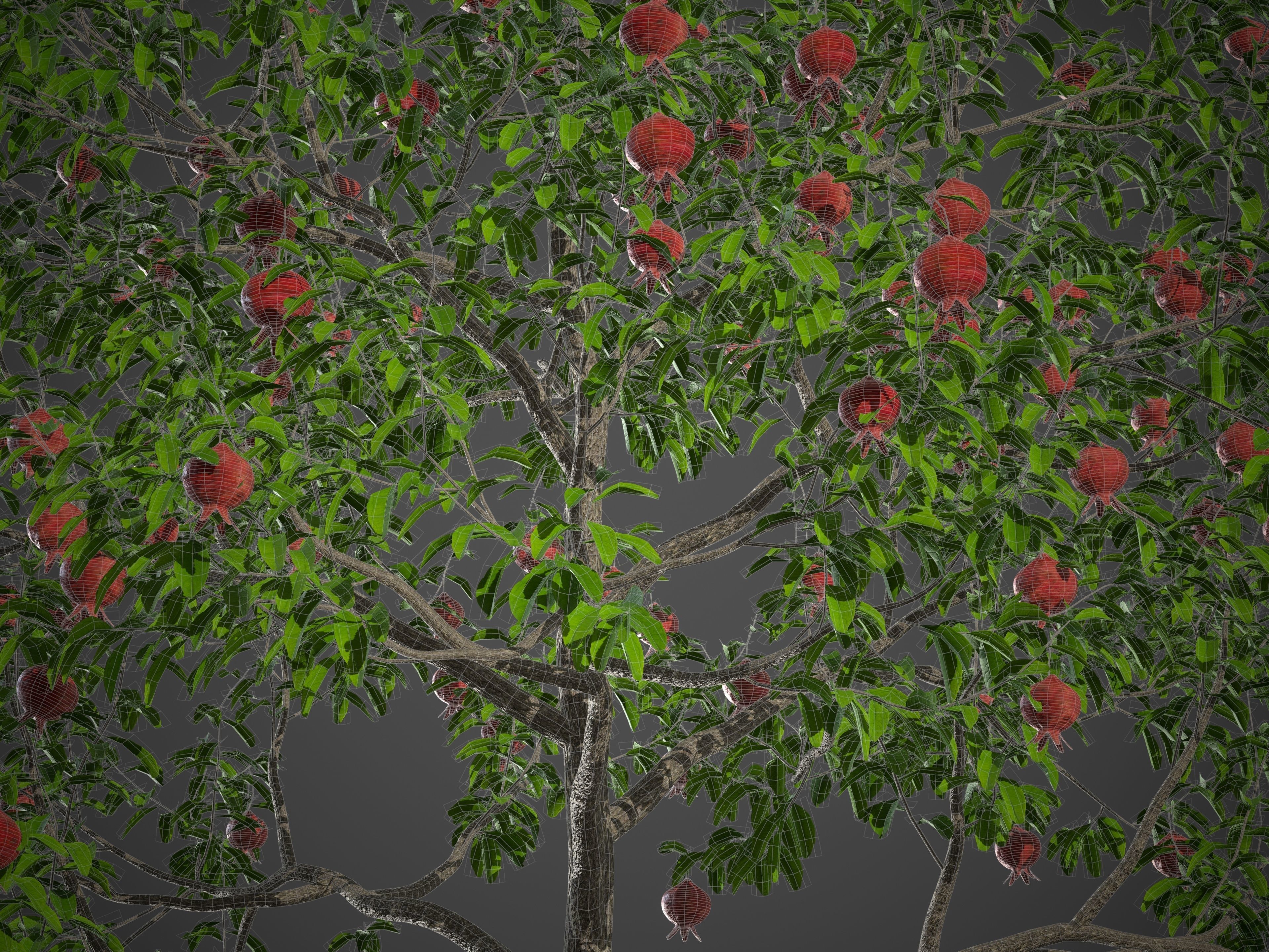 2021 PBR Pomegranate Collection - Punica Granatum 3D model_10