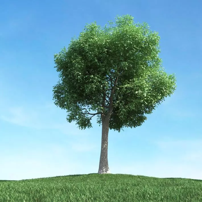 Large Oak Tree 3D model_0