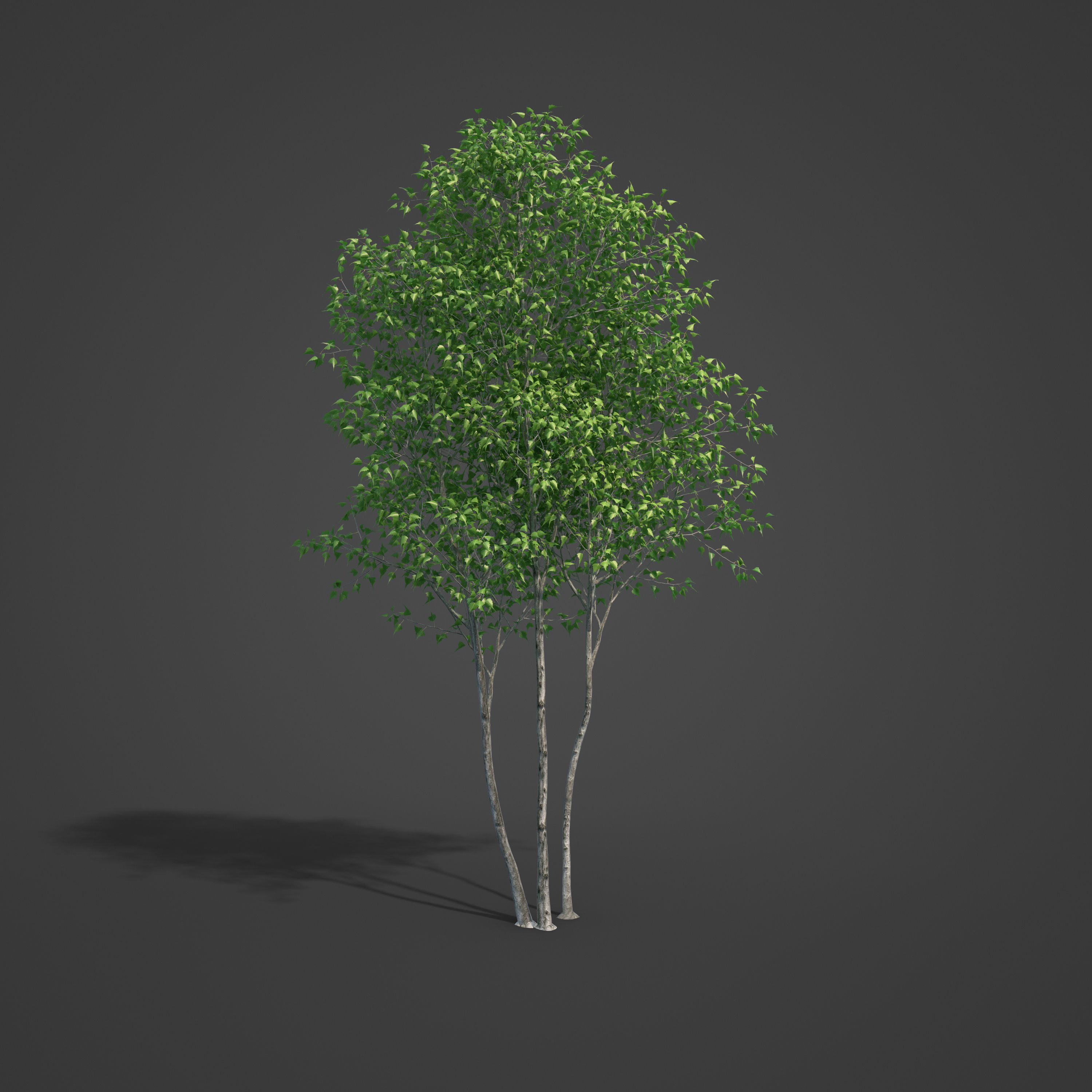2021 PBR Grey Birch Collection - Betula Populifolia 3D model_5