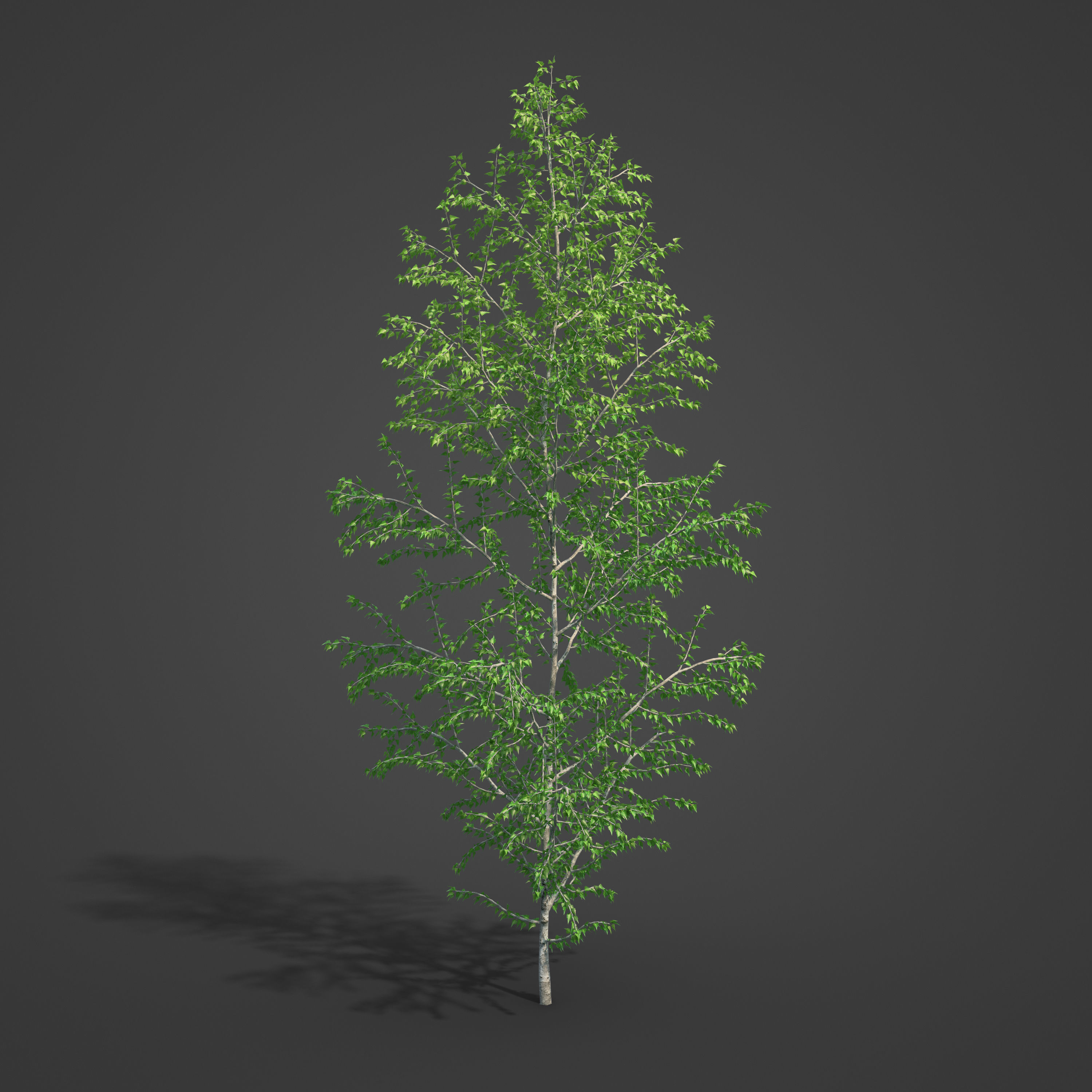 2021 PBR Grey Birch Collection - Betula Populifolia 3D model_4