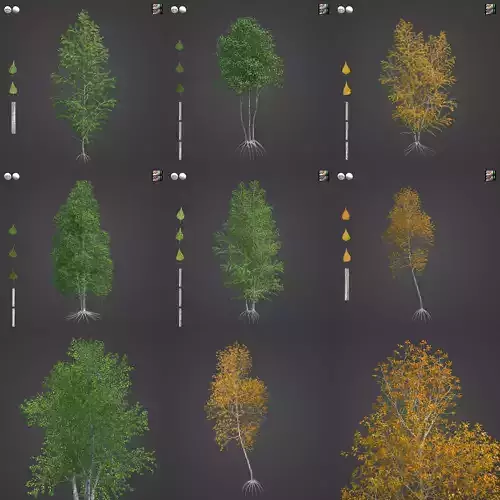 2021 PBR Grey Birch Collection - Betula Populifolia  3D model