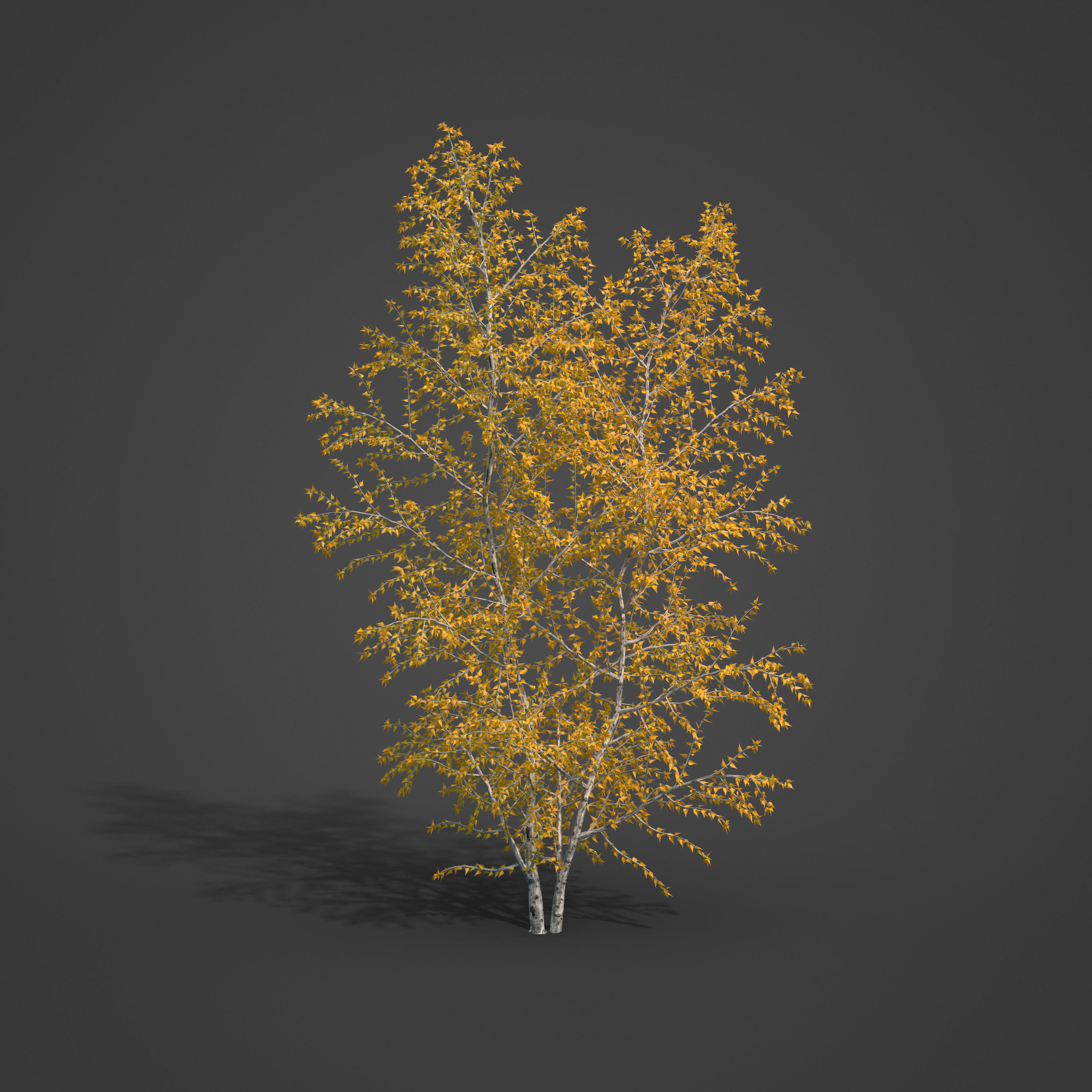 2021 PBR Grey Birch Collection - Betula Populifolia 3D model_6