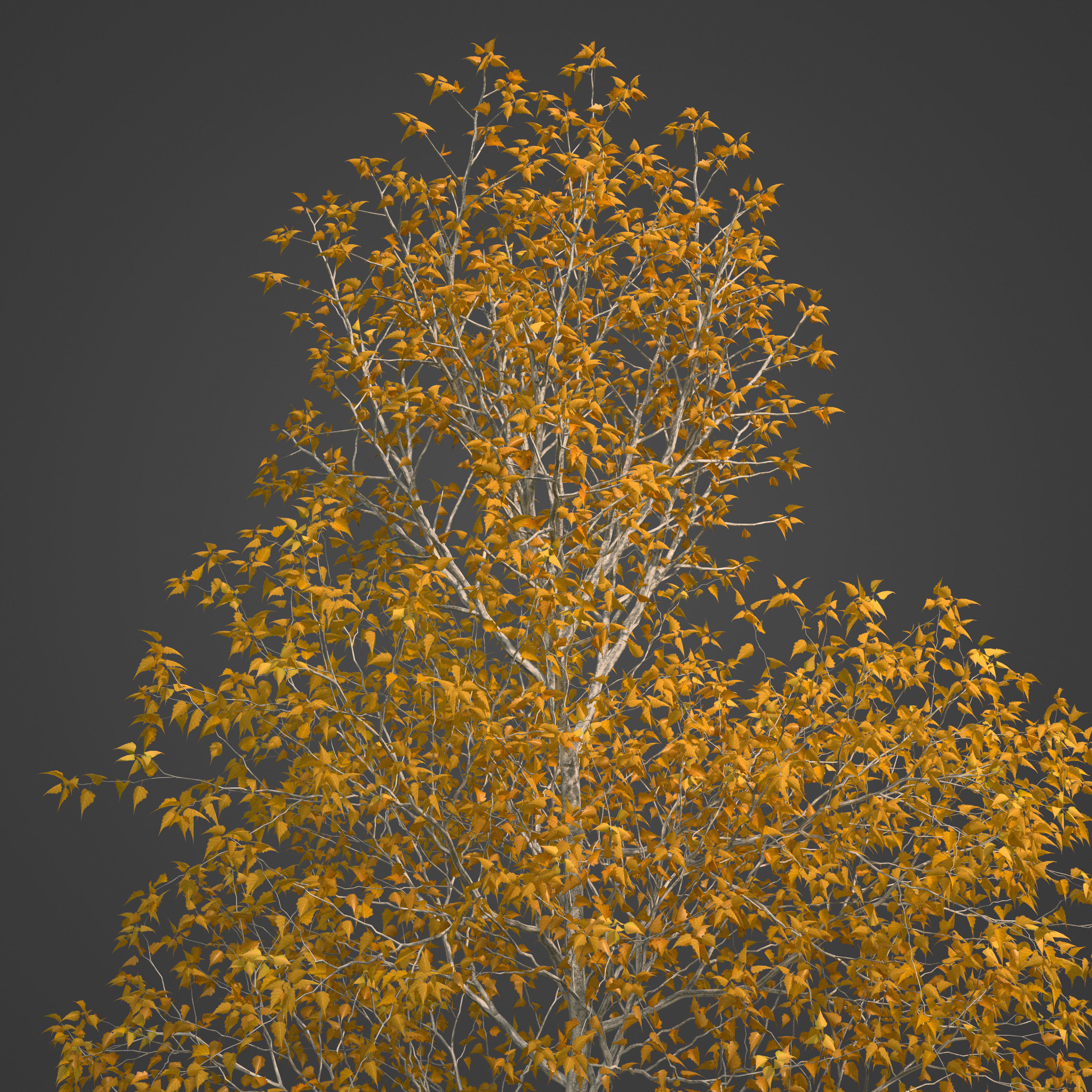 2021 PBR Grey Birch Collection - Betula Populifolia 3D model_3