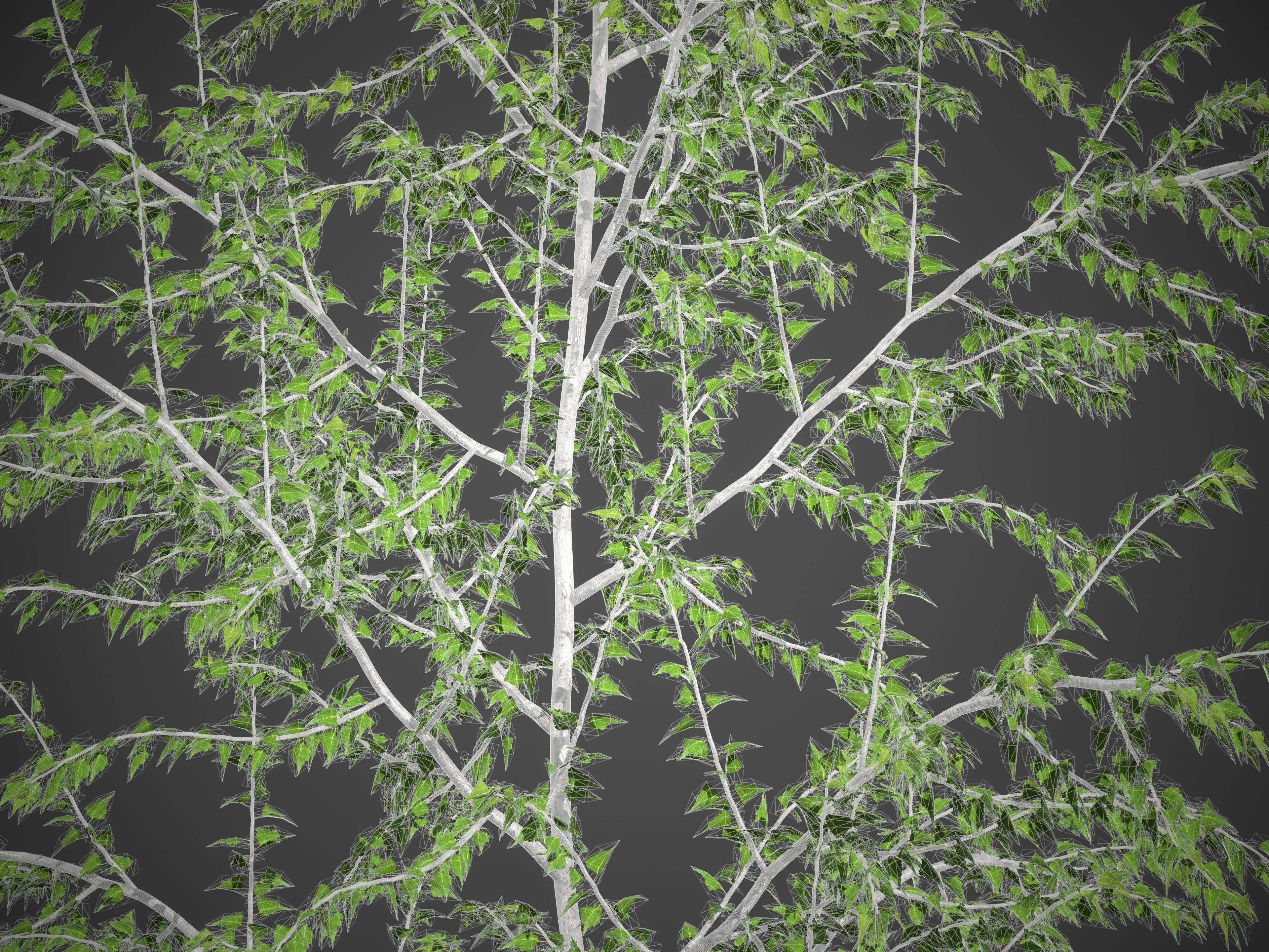2021 PBR Grey Birch Collection - Betula Populifolia 3D model_9