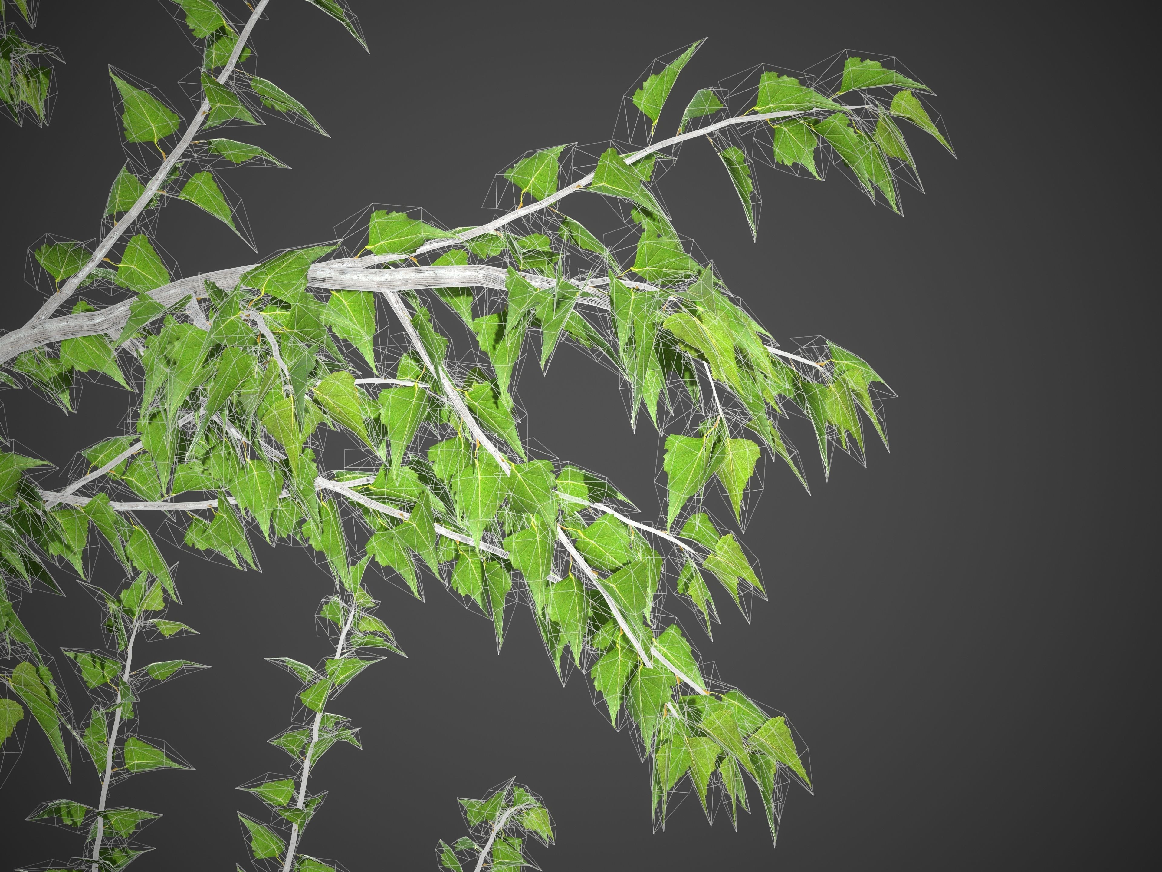 2021 PBR Grey Birch Collection - Betula Populifolia 3D model_10