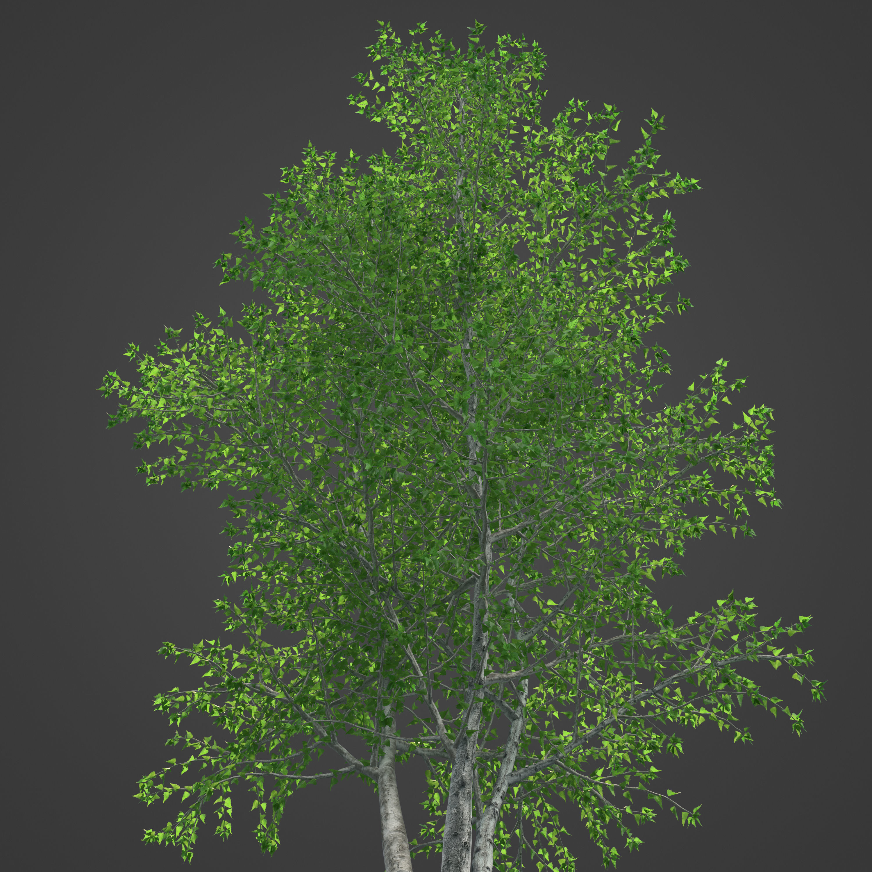 2021 PBR Grey Birch Collection - Betula Populifolia 3D model_8