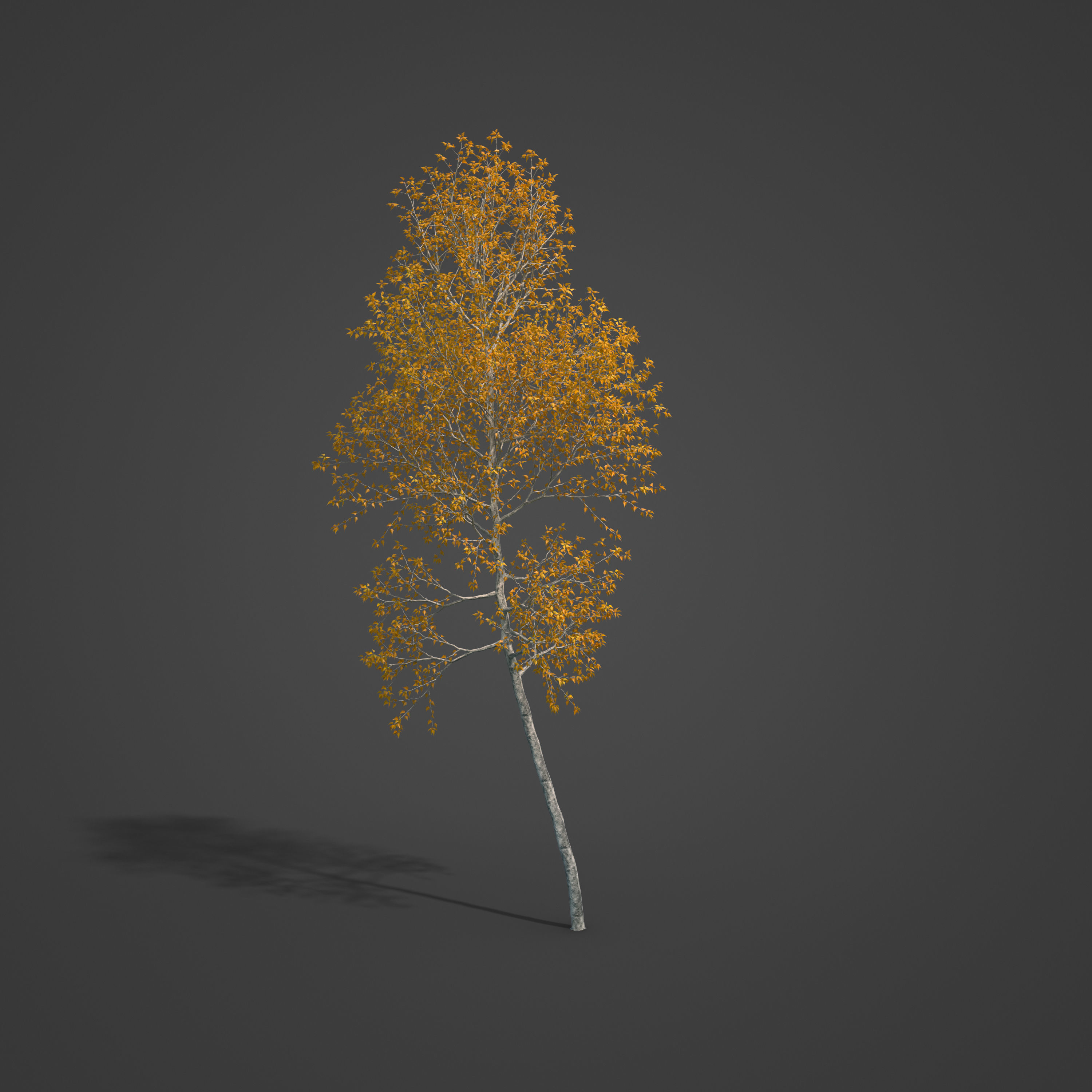 2021 PBR Grey Birch Collection - Betula Populifolia 3D model_7