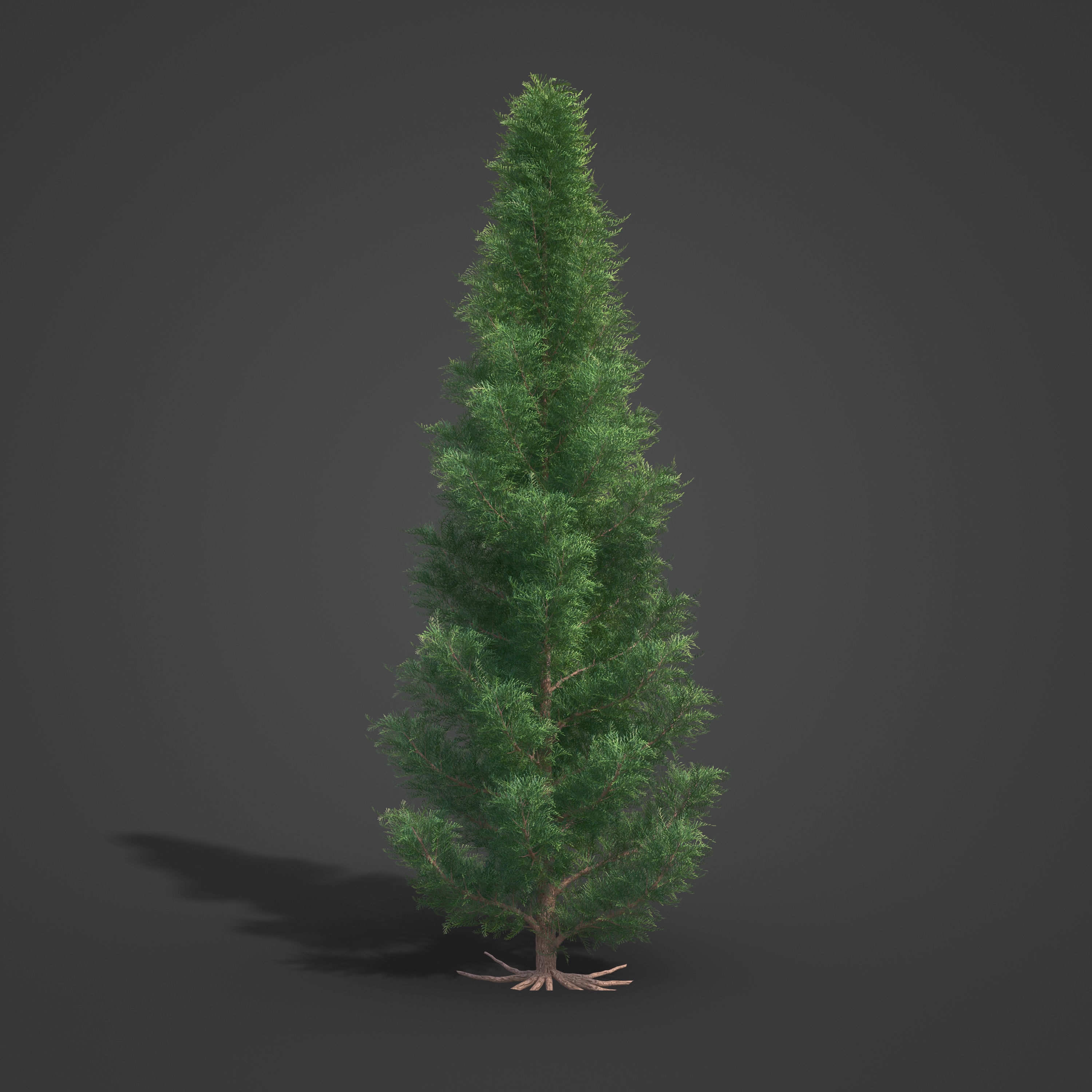2021 PBR Lawsons False Cedar - Chamaecyparis Lawsoniana 3D model_6