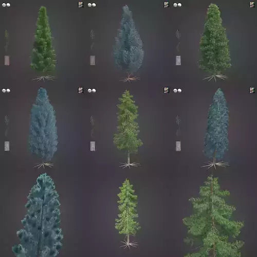 2021 PBR Lawsons False Cedar - Chamaecyparis Lawsoniana 3D model