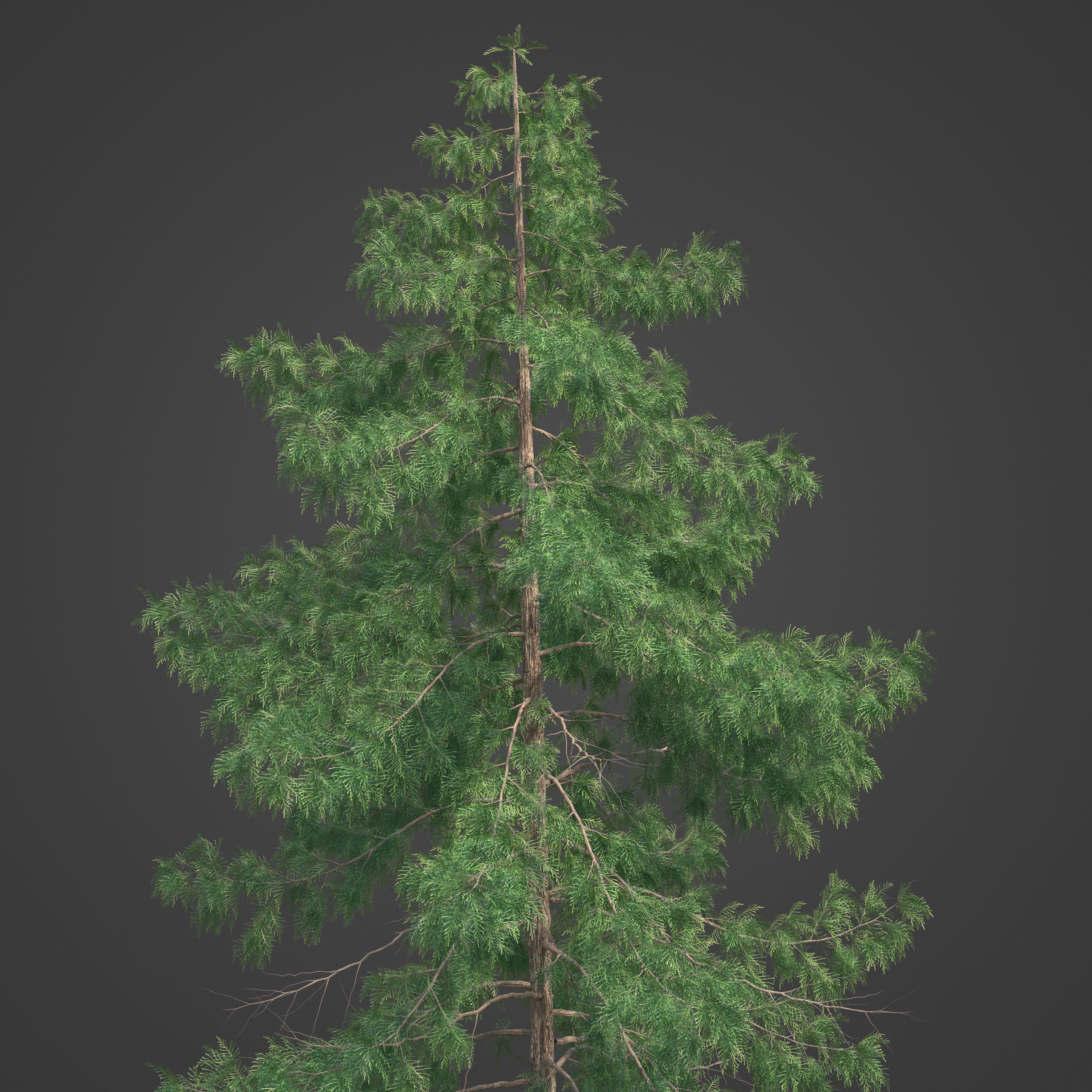 2021 PBR Lawsons False Cedar - Chamaecyparis Lawsoniana 3D model_3
