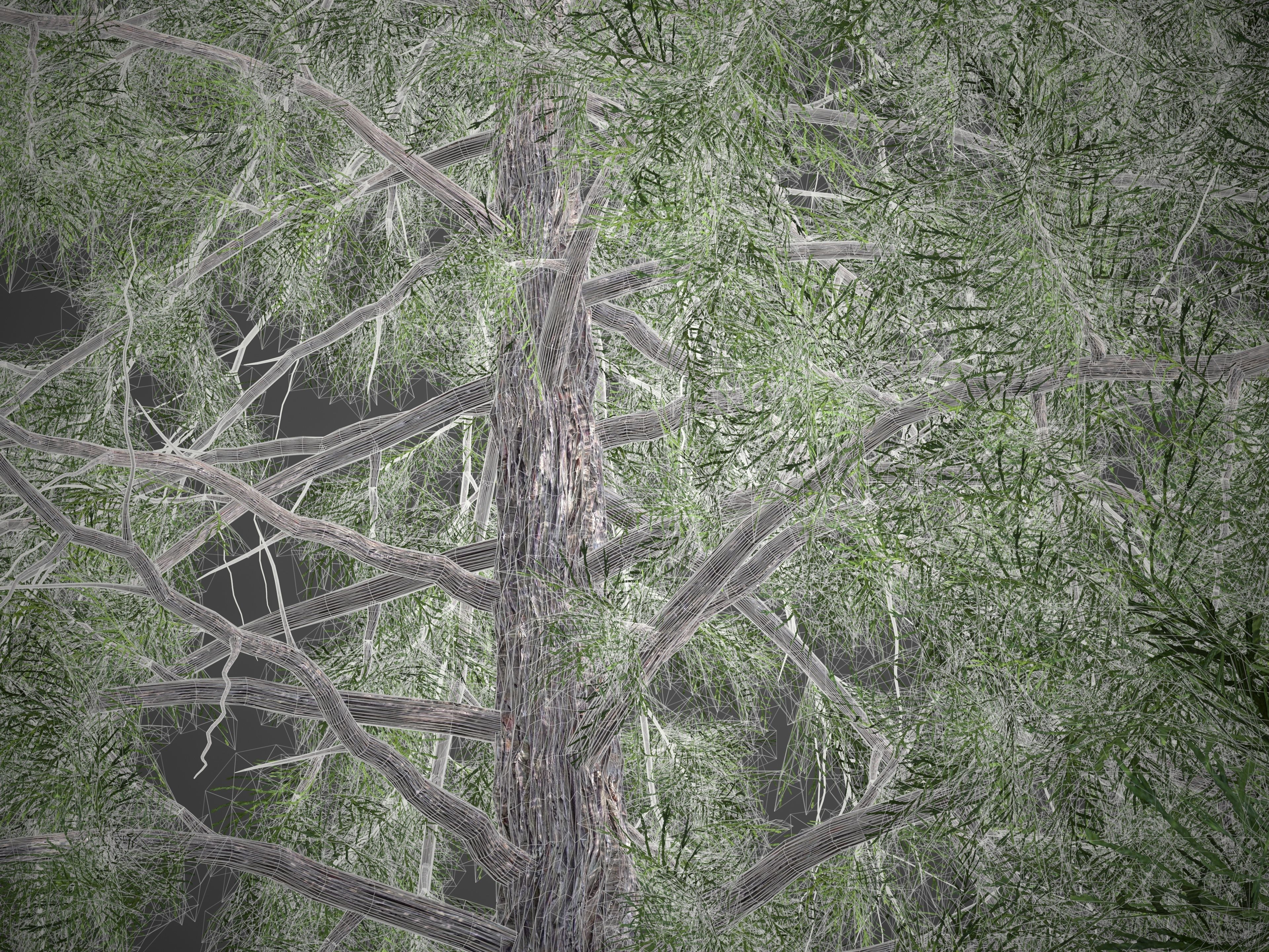 2021 PBR Lawsons False Cedar - Chamaecyparis Lawsoniana 3D model_9