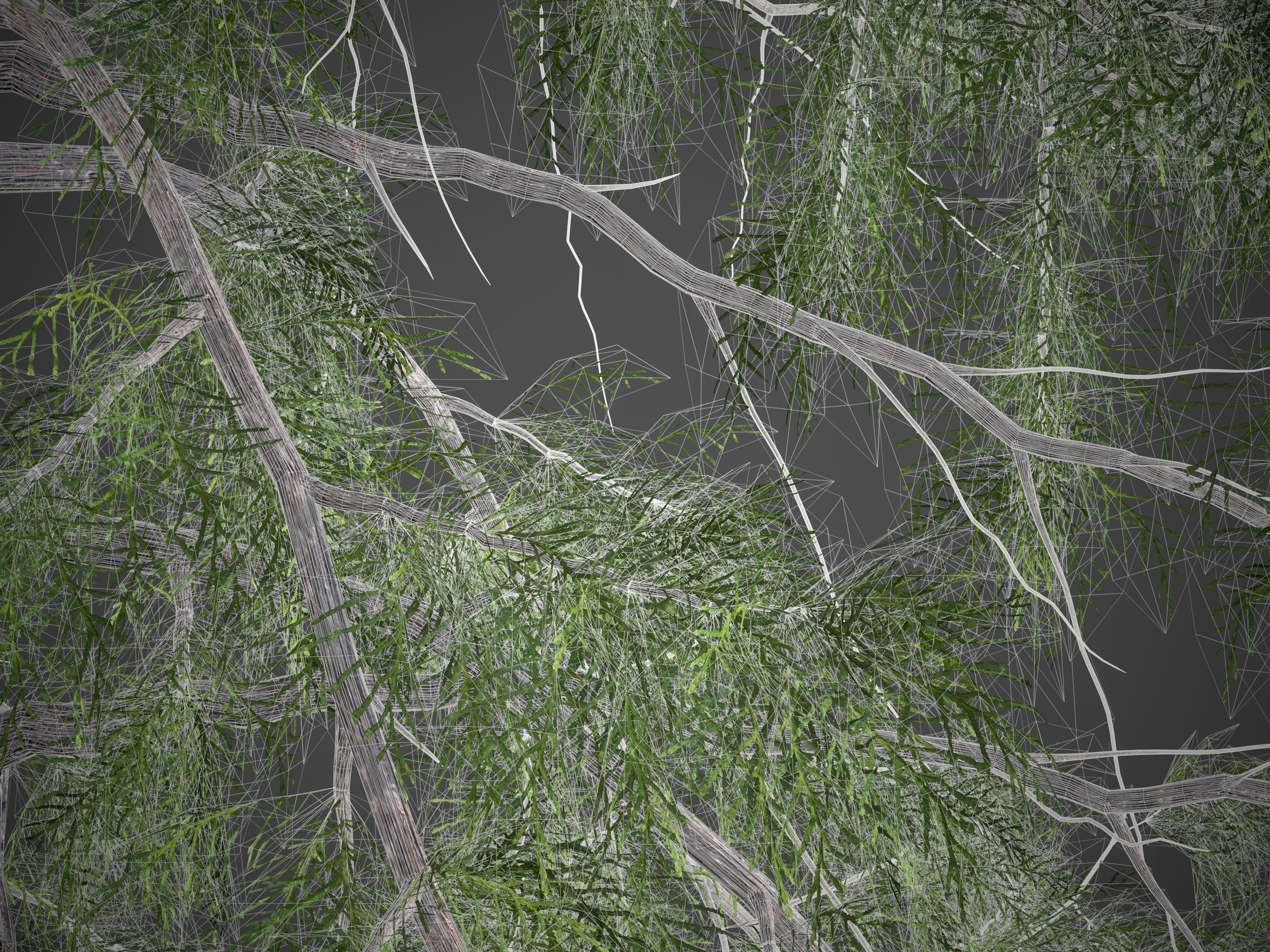 2021 PBR Lawsons False Cedar - Chamaecyparis Lawsoniana 3D model_11