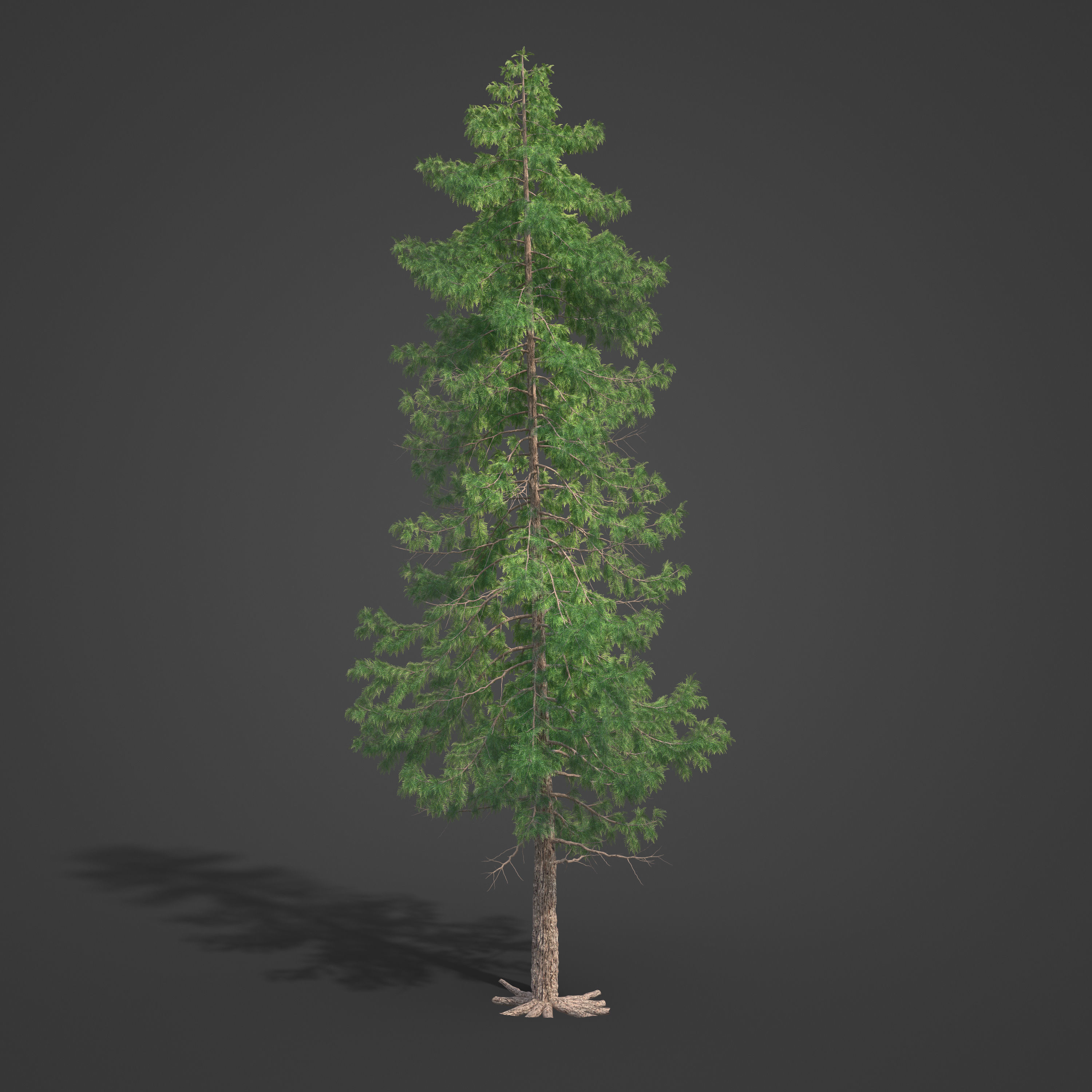 2021 PBR Lawsons False Cedar - Chamaecyparis Lawsoniana 3D model_5