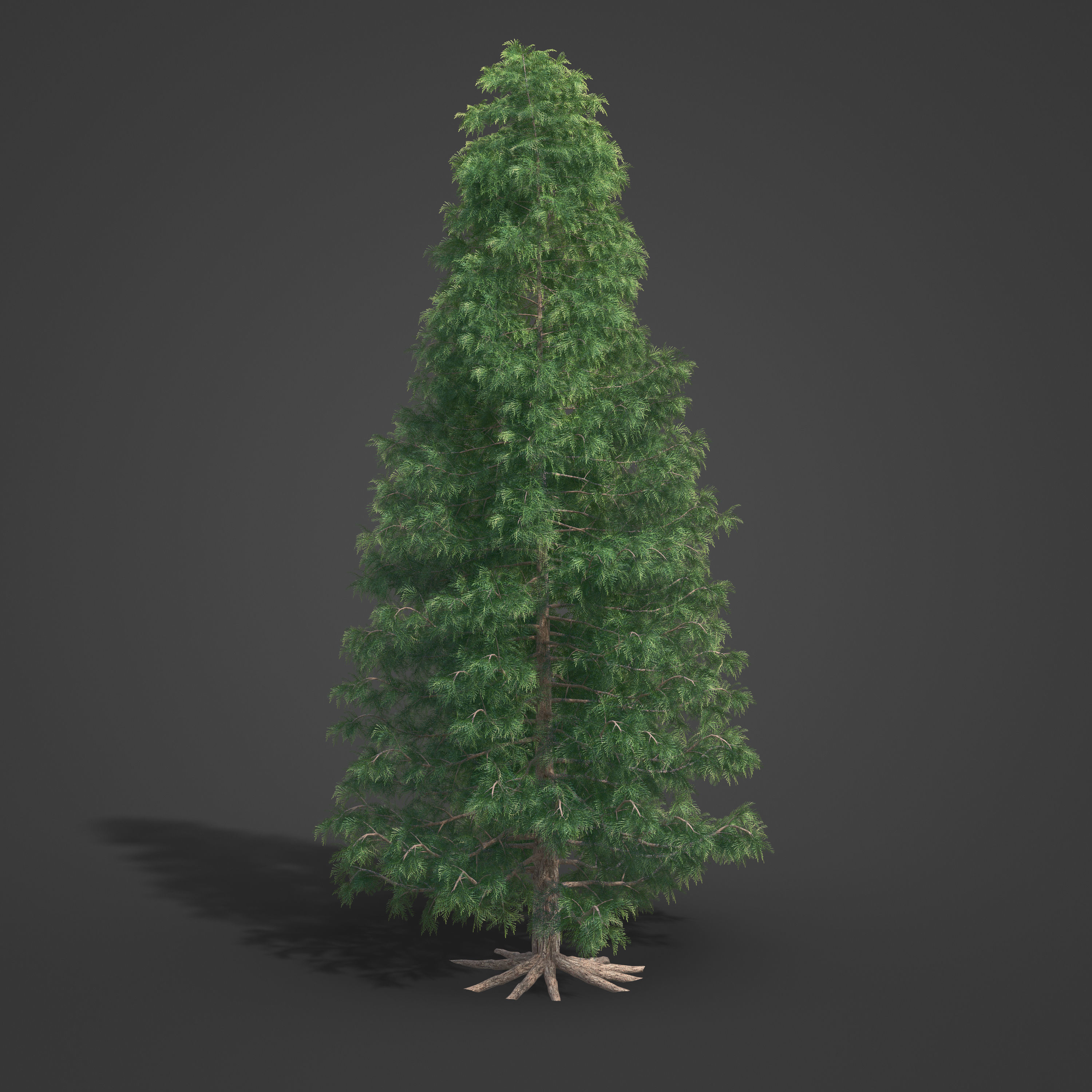 2021 PBR Lawsons False Cedar - Chamaecyparis Lawsoniana 3D model_7