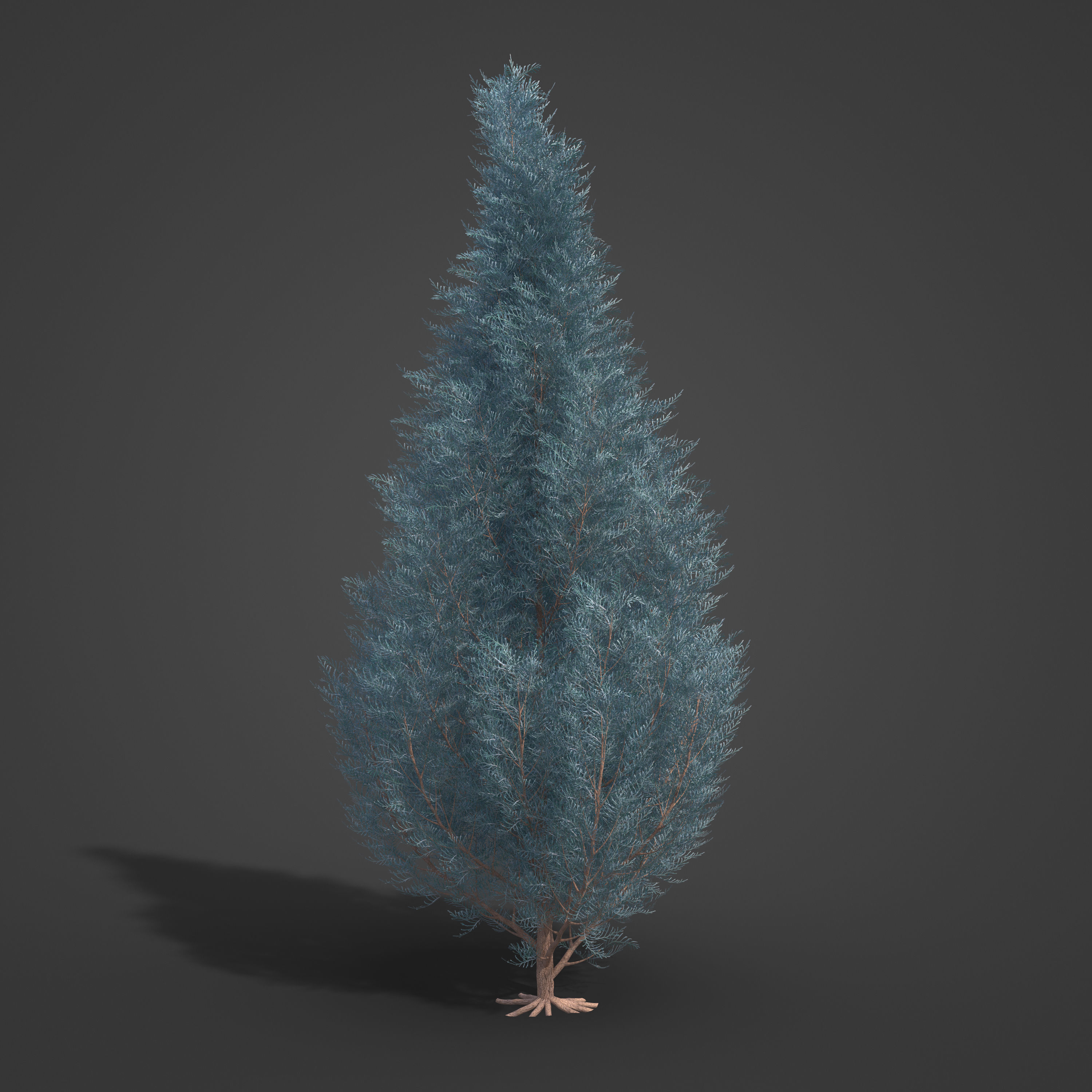 2021 PBR Lawsons False Cedar - Chamaecyparis Lawsoniana 3D model_4