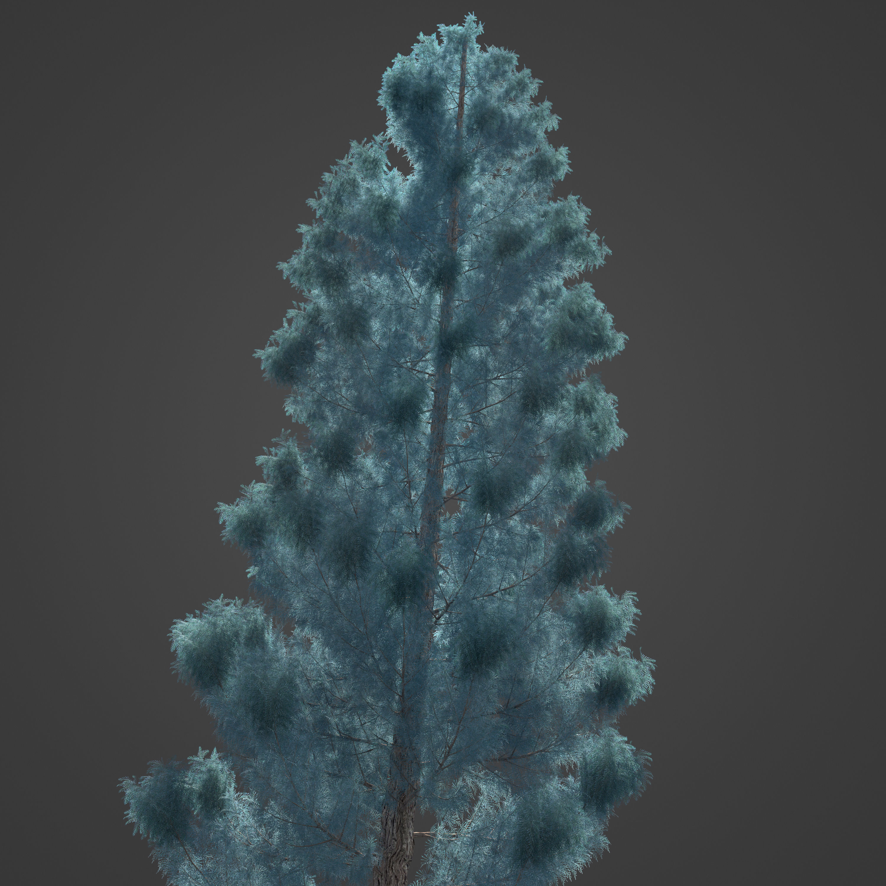 2021 PBR Lawsons False Cedar - Chamaecyparis Lawsoniana 3D model_8