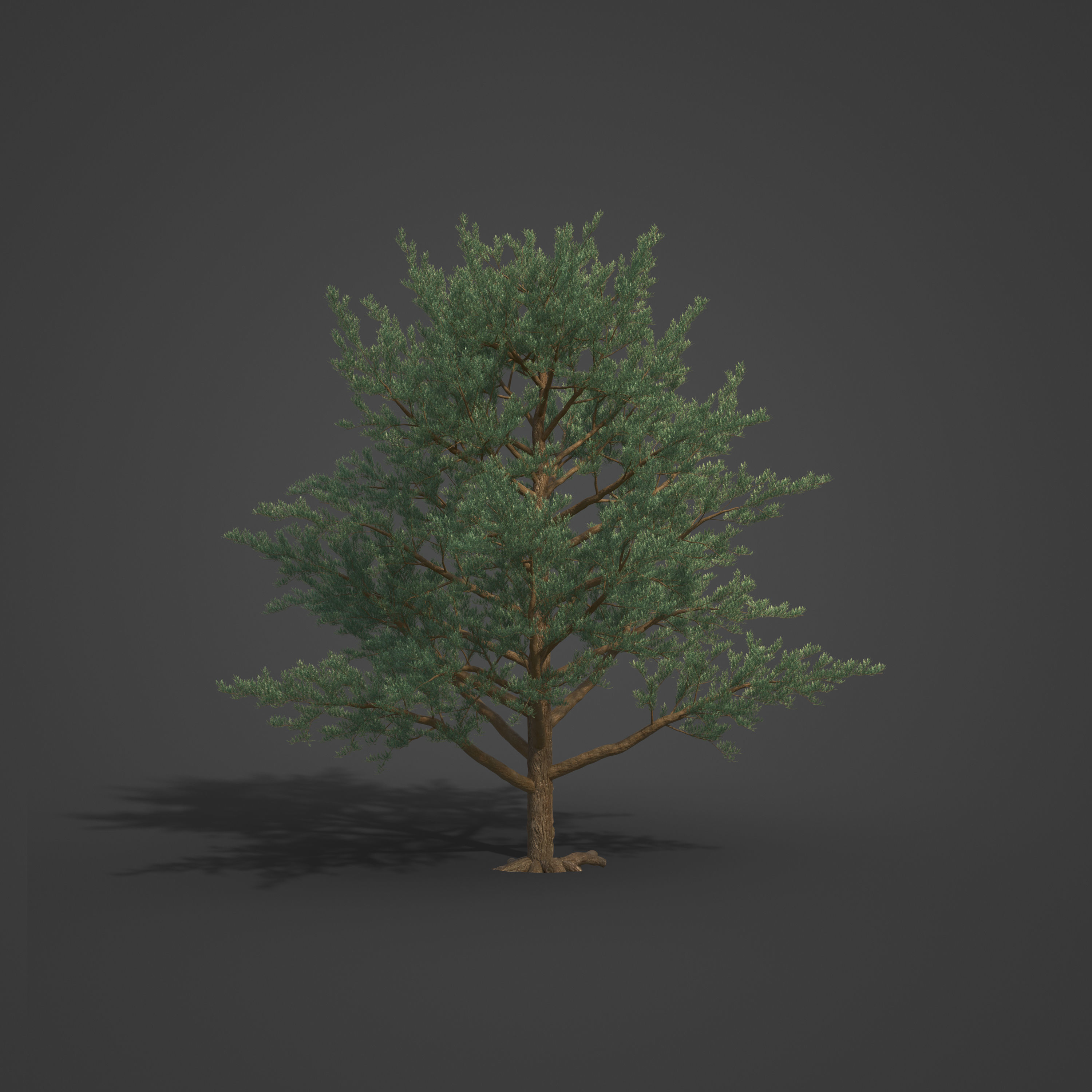 2021 PBR Monterey Cypress Collection - Cupressus Macrocarpa 3D model_6