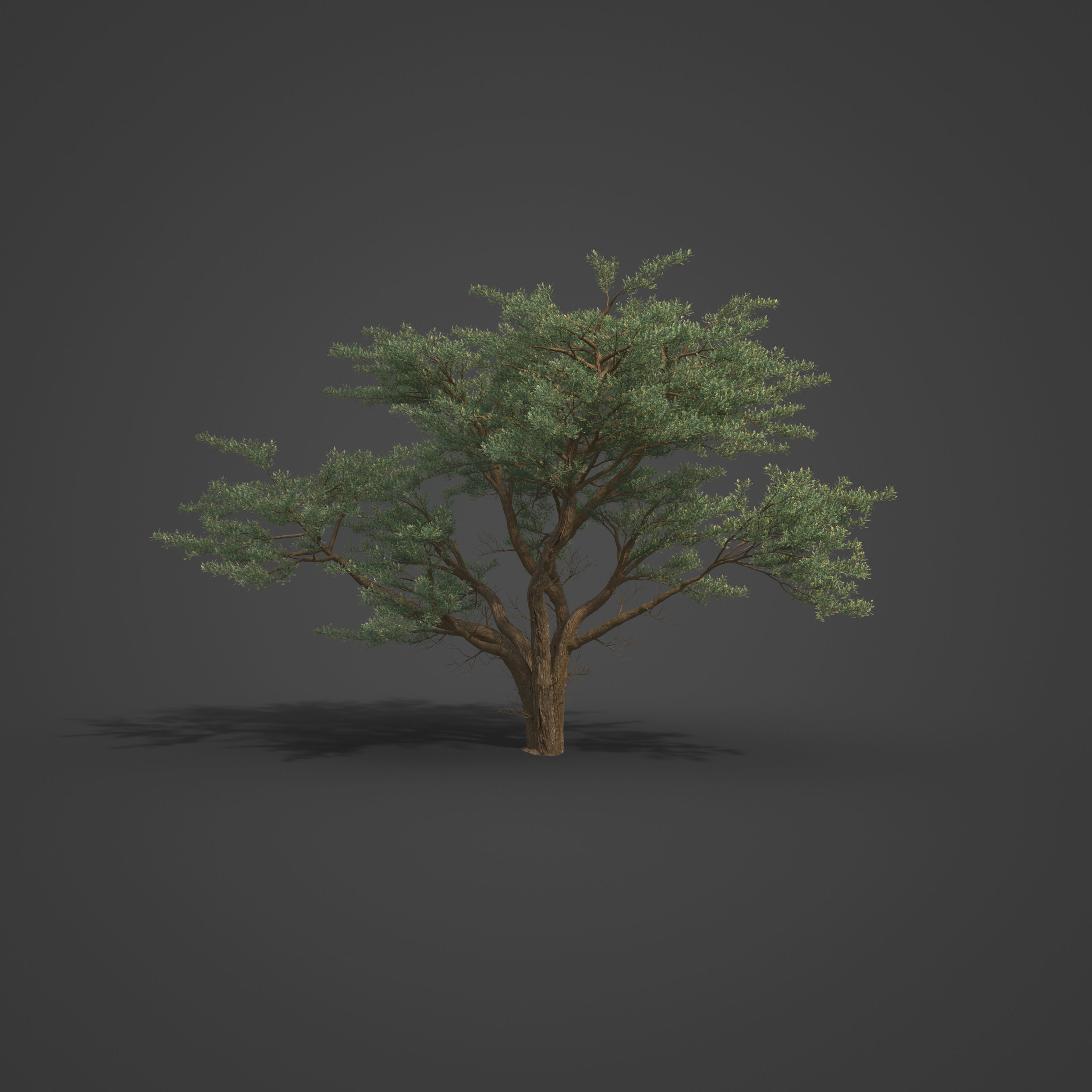 2021 PBR Monterey Cypress Collection - Cupressus Macrocarpa 3D model_5