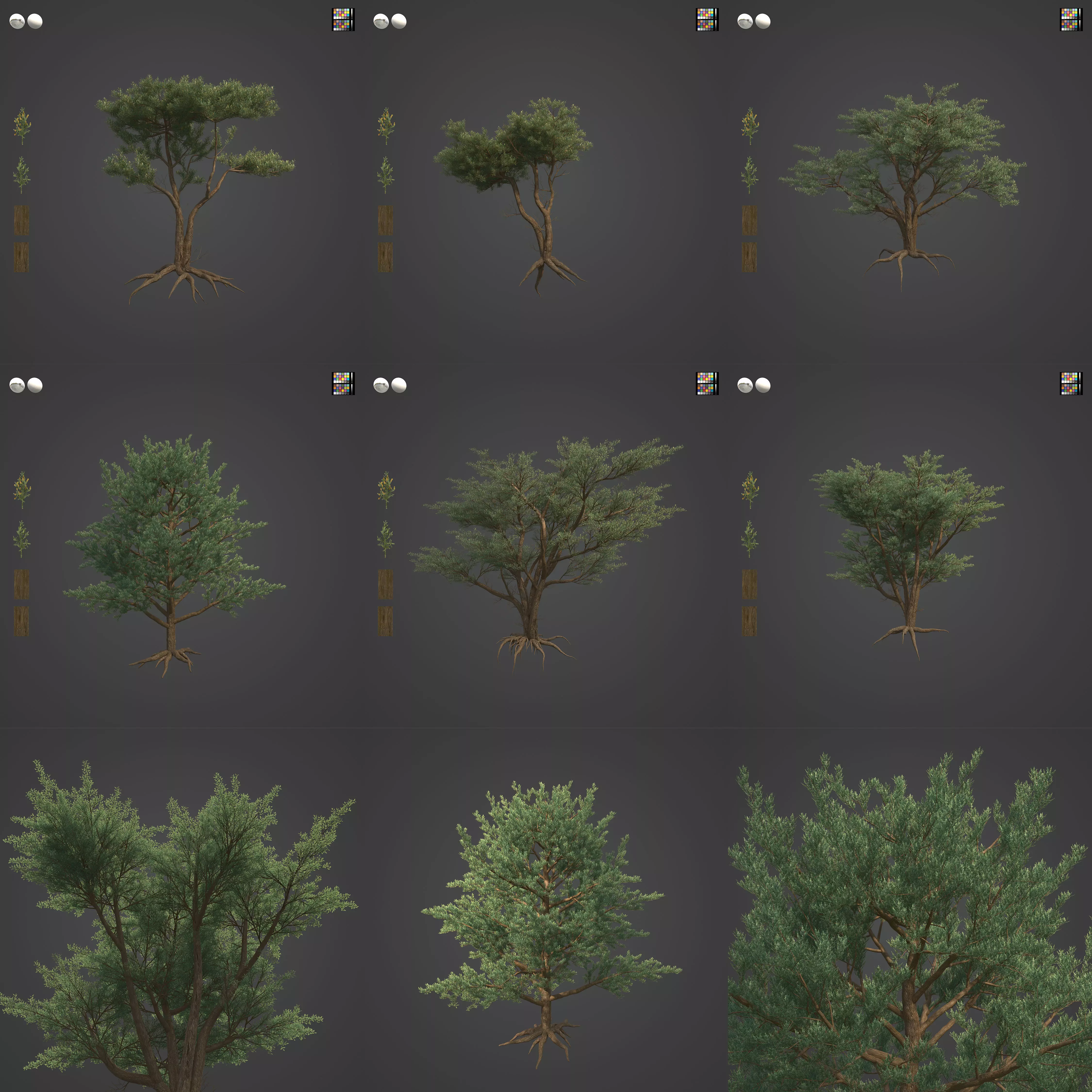 2021 PBR Monterey Cypress Collection - Cupressus Macrocarpa 3D model_0