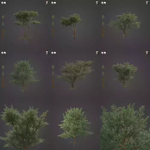 2021 PBR Monterey Cypress Collection - Cupressus Macrocarpa  3D model