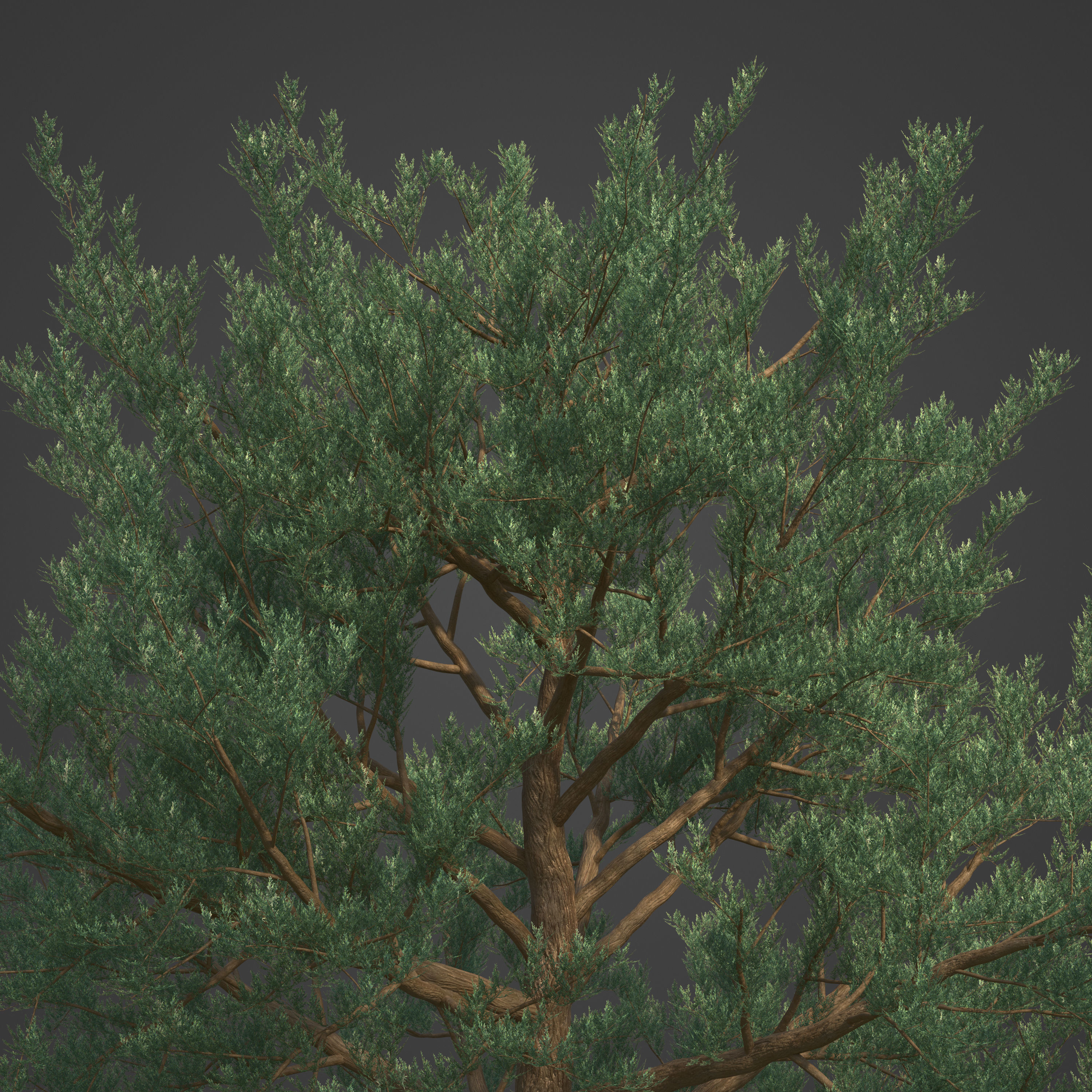 2021 PBR Monterey Cypress Collection - Cupressus Macrocarpa 3D model_8