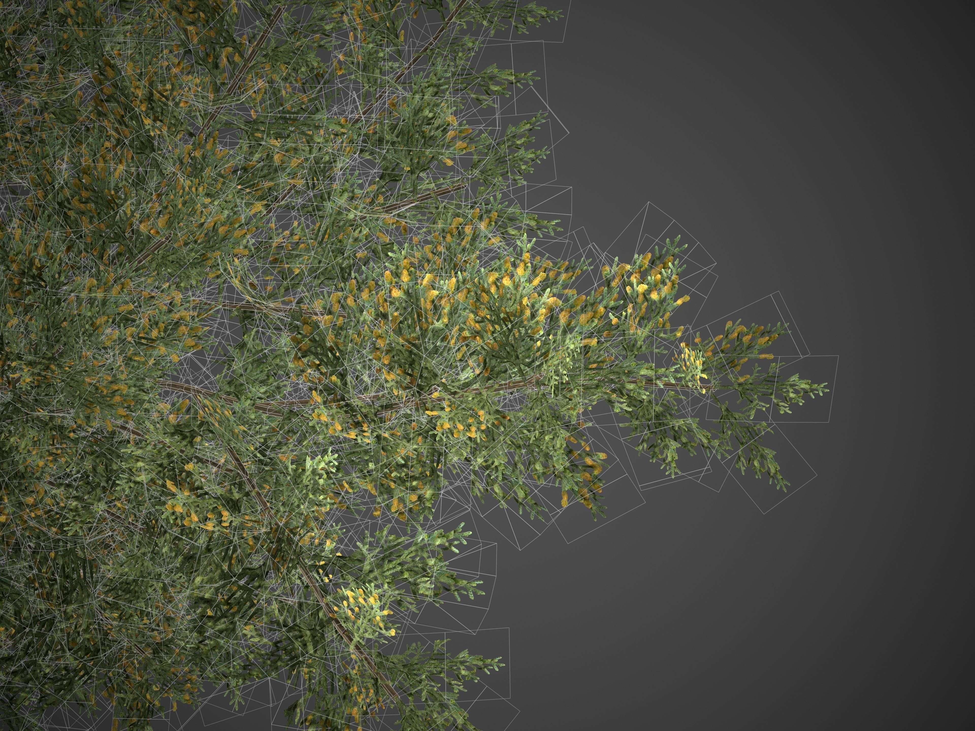 2021 PBR Monterey Cypress Collection - Cupressus Macrocarpa 3D model_11