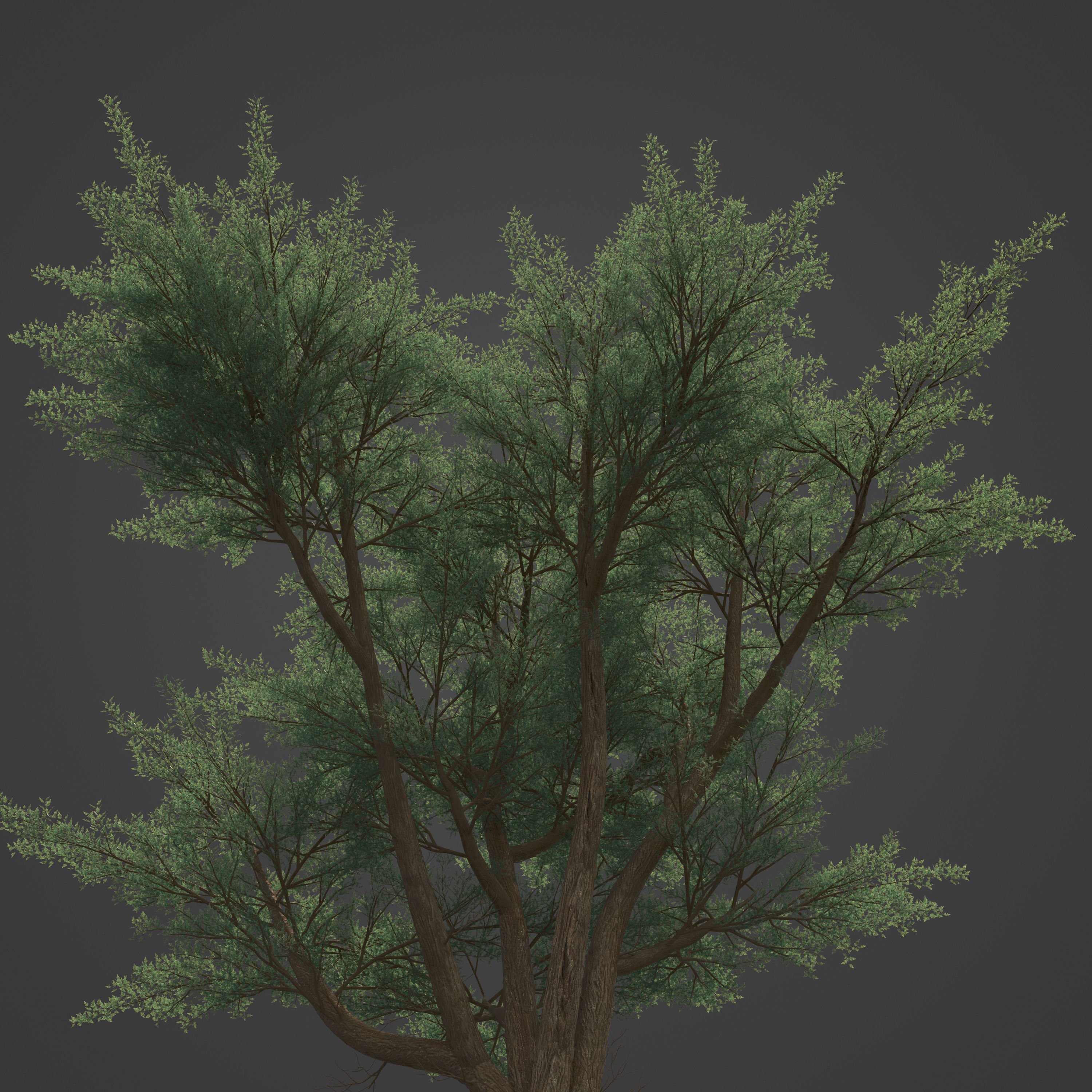 2021 PBR Monterey Cypress Collection - Cupressus Macrocarpa 3D model_3