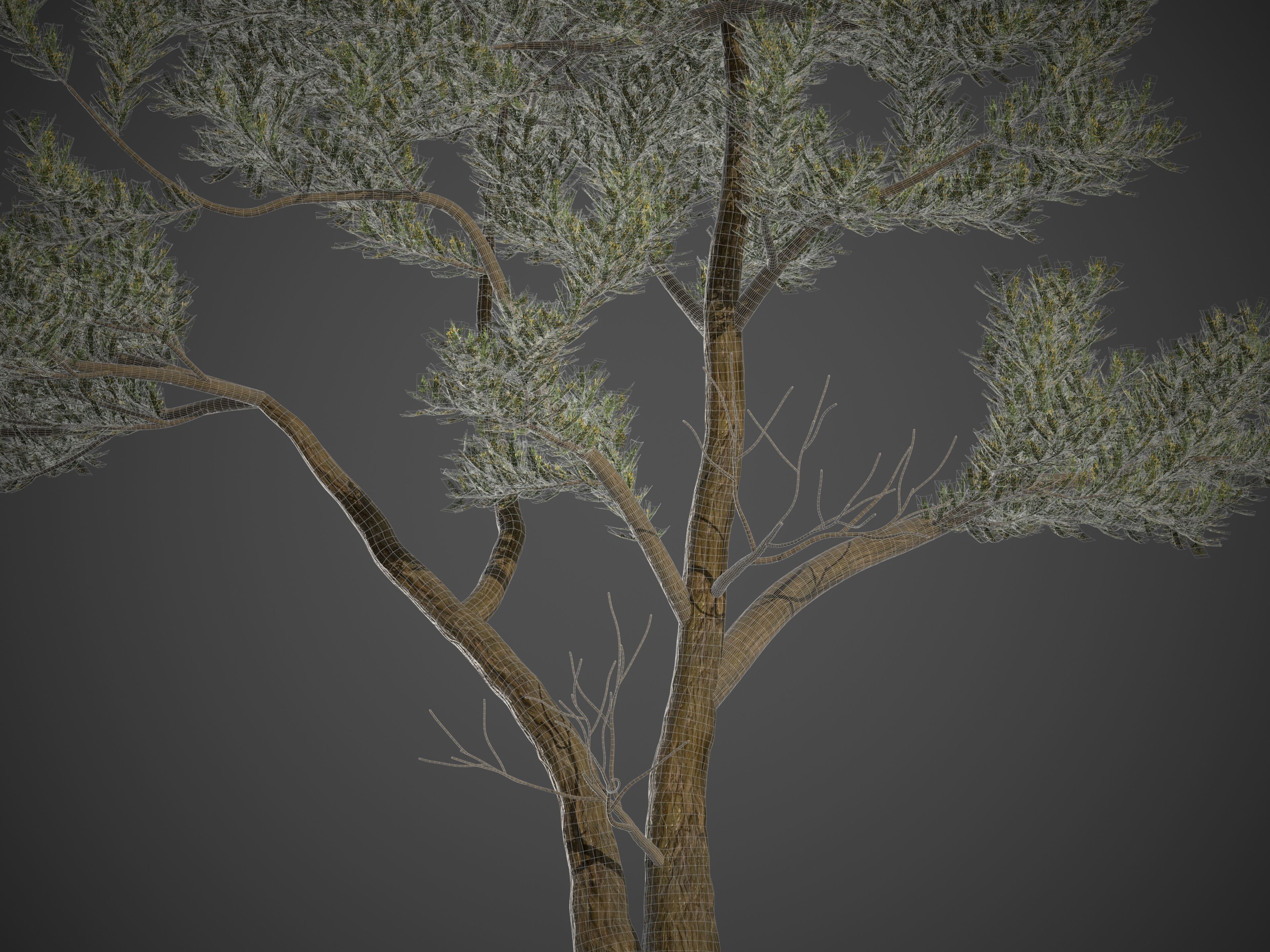 2021 PBR Monterey Cypress Collection - Cupressus Macrocarpa 3D model_9