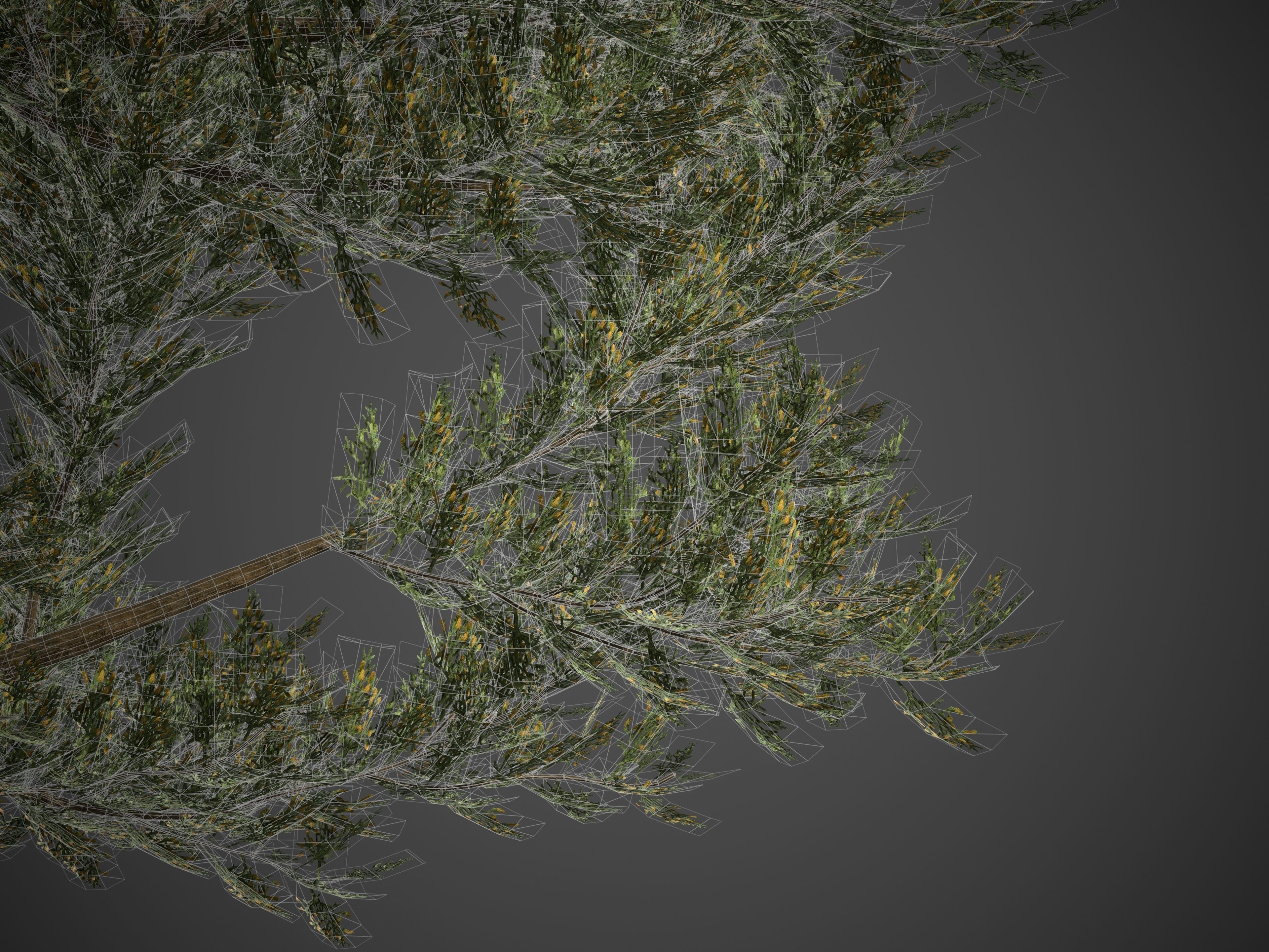 2021 PBR Monterey Cypress Collection - Cupressus Macrocarpa 3D model_10