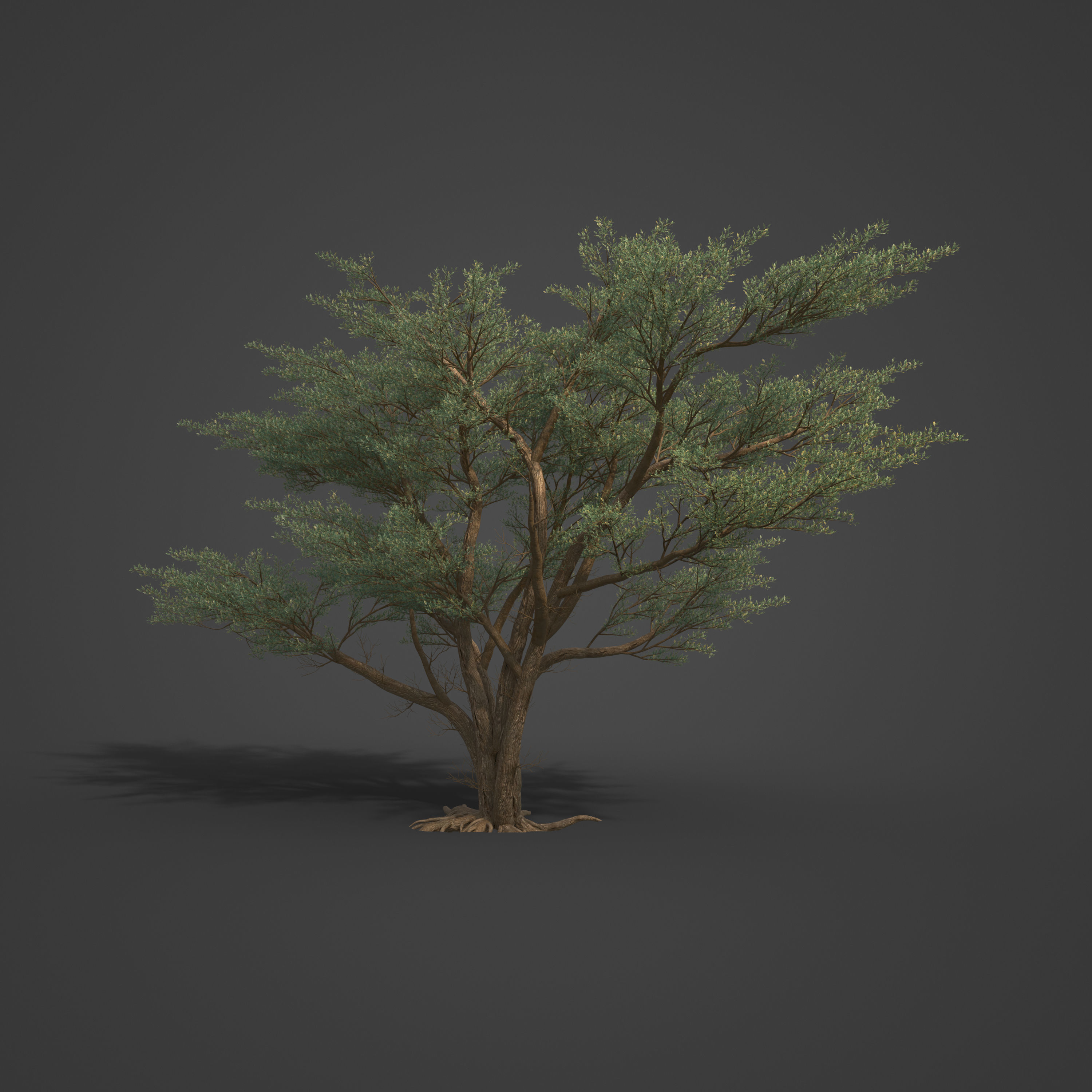2021 PBR Monterey Cypress Collection - Cupressus Macrocarpa 3D model_7