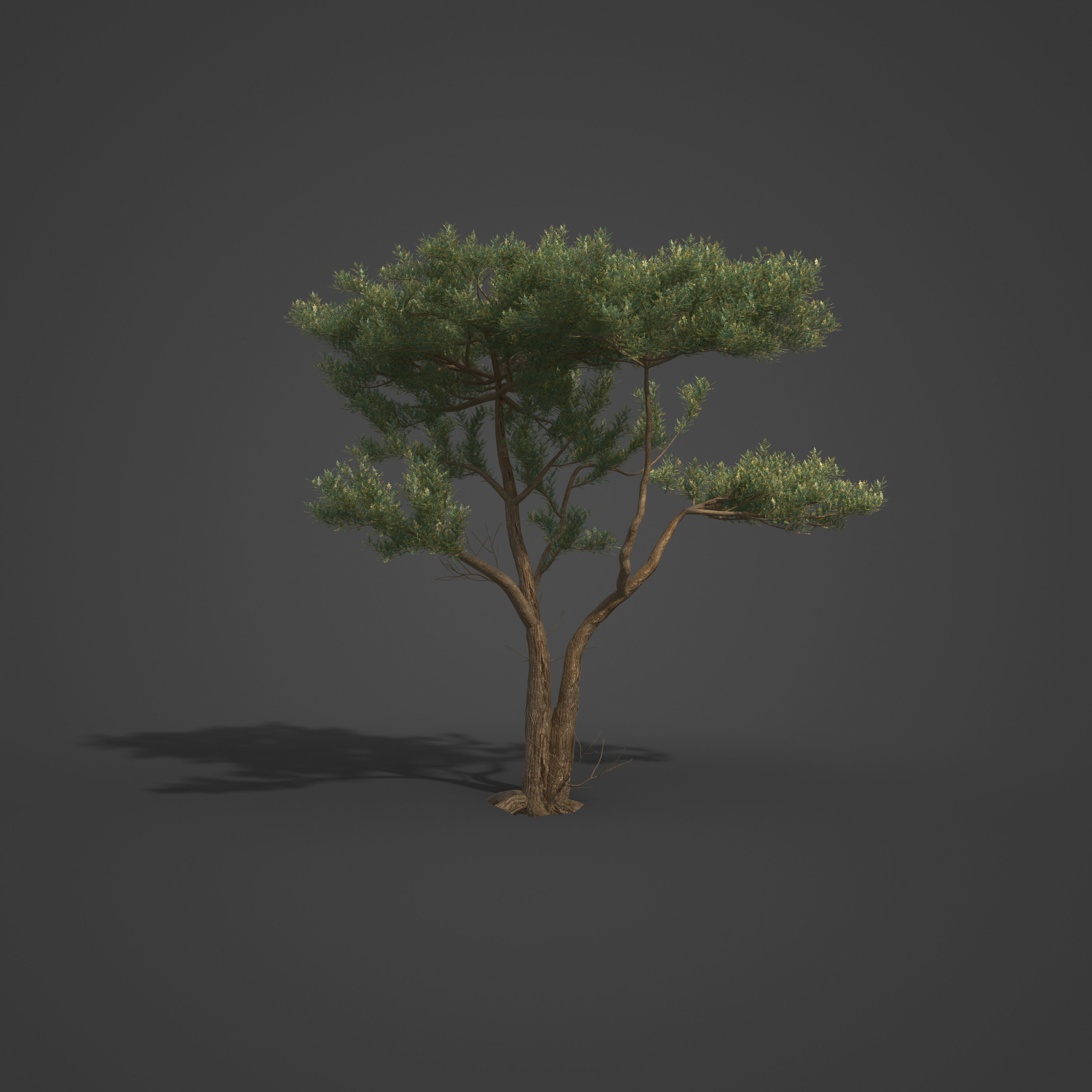 2021 PBR Monterey Cypress Collection - Cupressus Macrocarpa 3D model_4