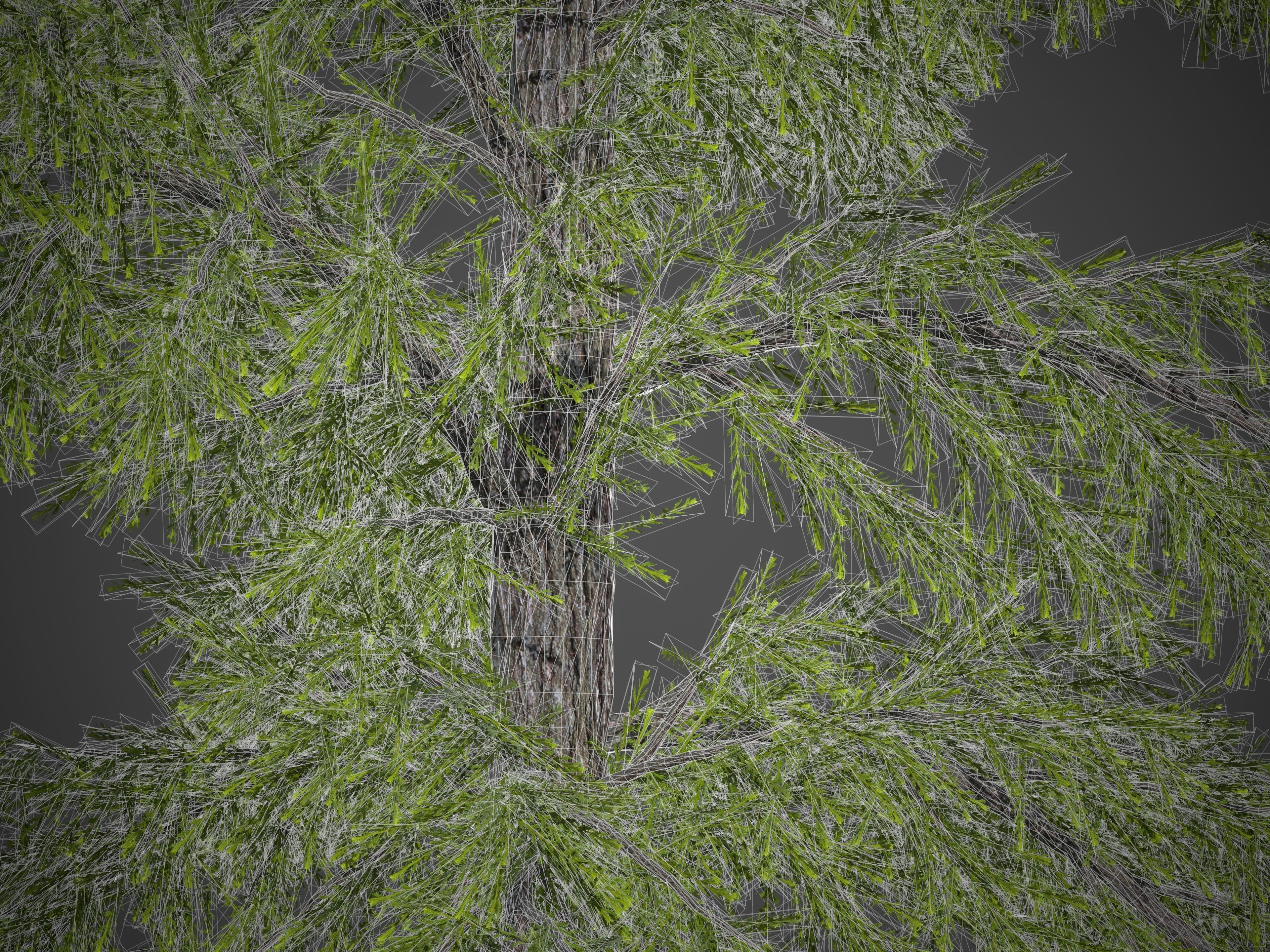 2021 PBR European Larch Collection - Larix Decidua 3D model_9