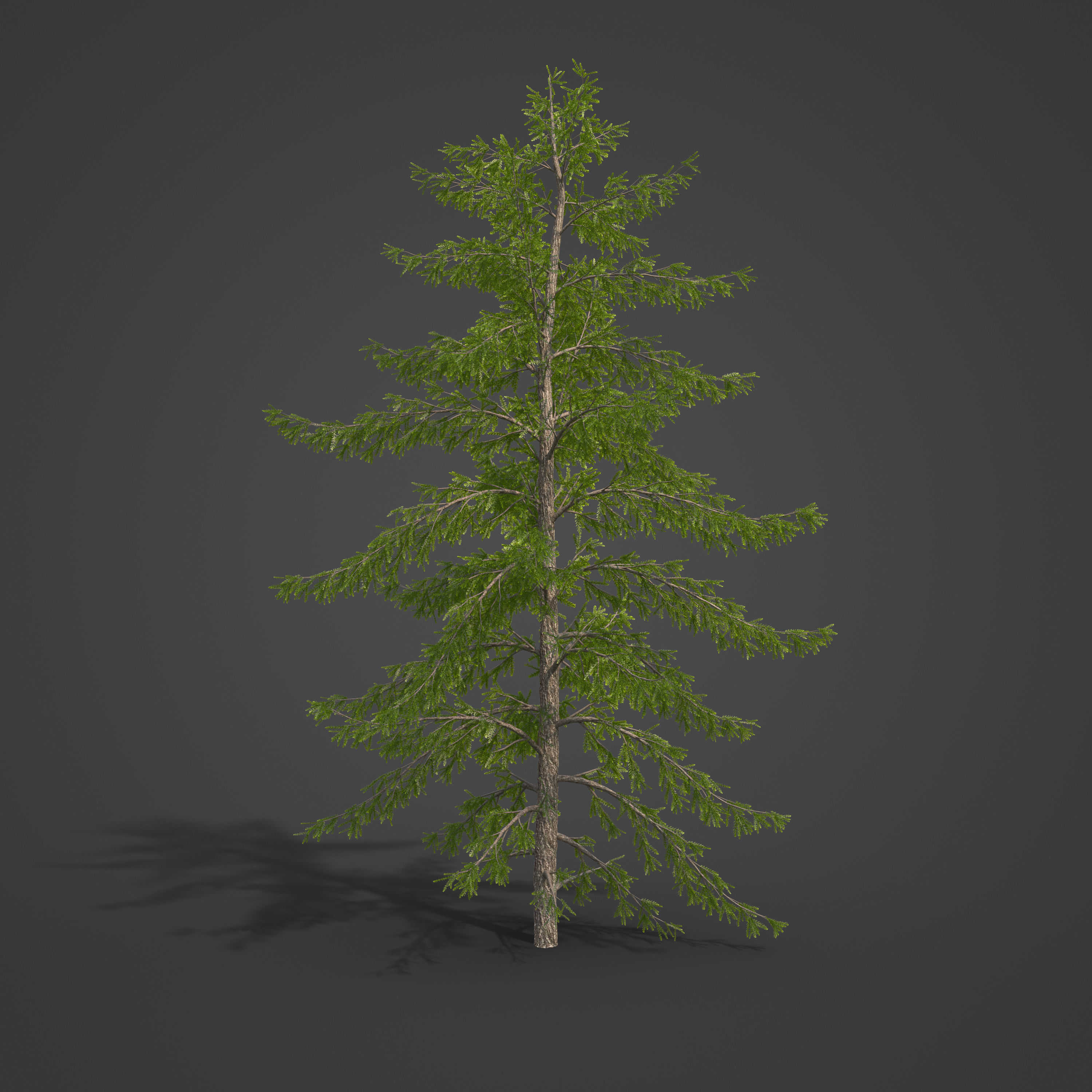 2021 PBR European Larch Collection - Larix Decidua 3D model_6