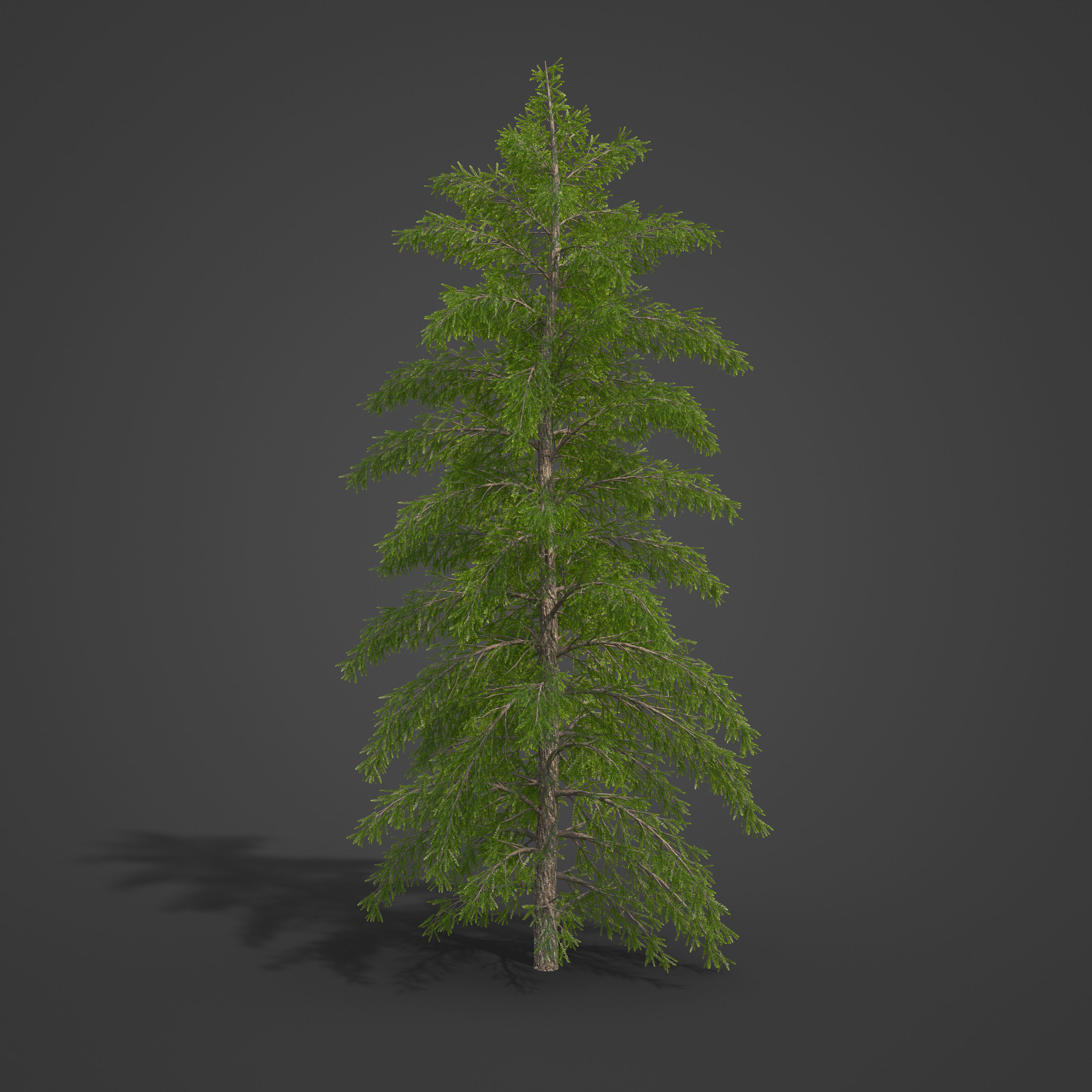 2021 PBR European Larch Collection - Larix Decidua 3D model_8