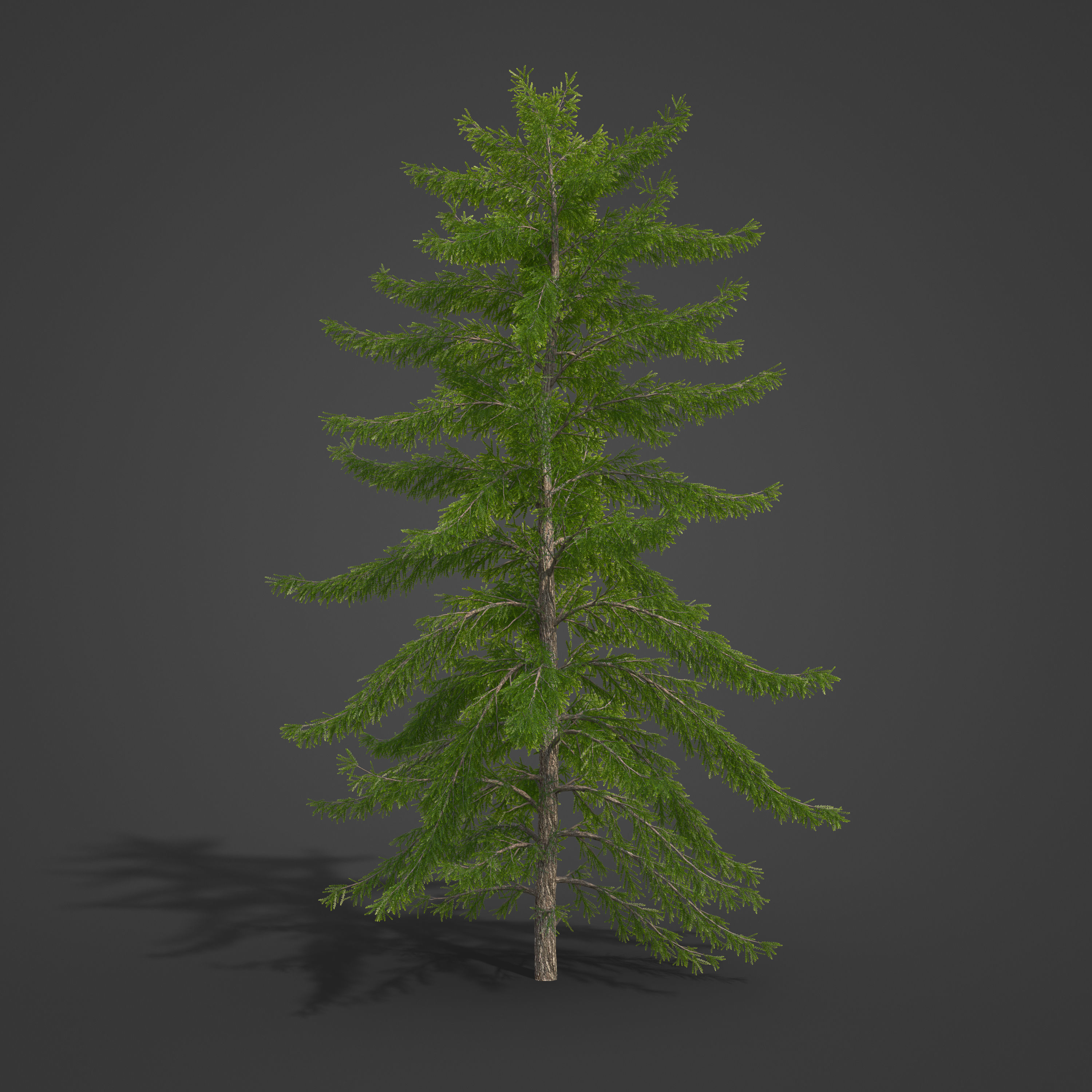 2021 PBR European Larch Collection - Larix Decidua 3D model_4