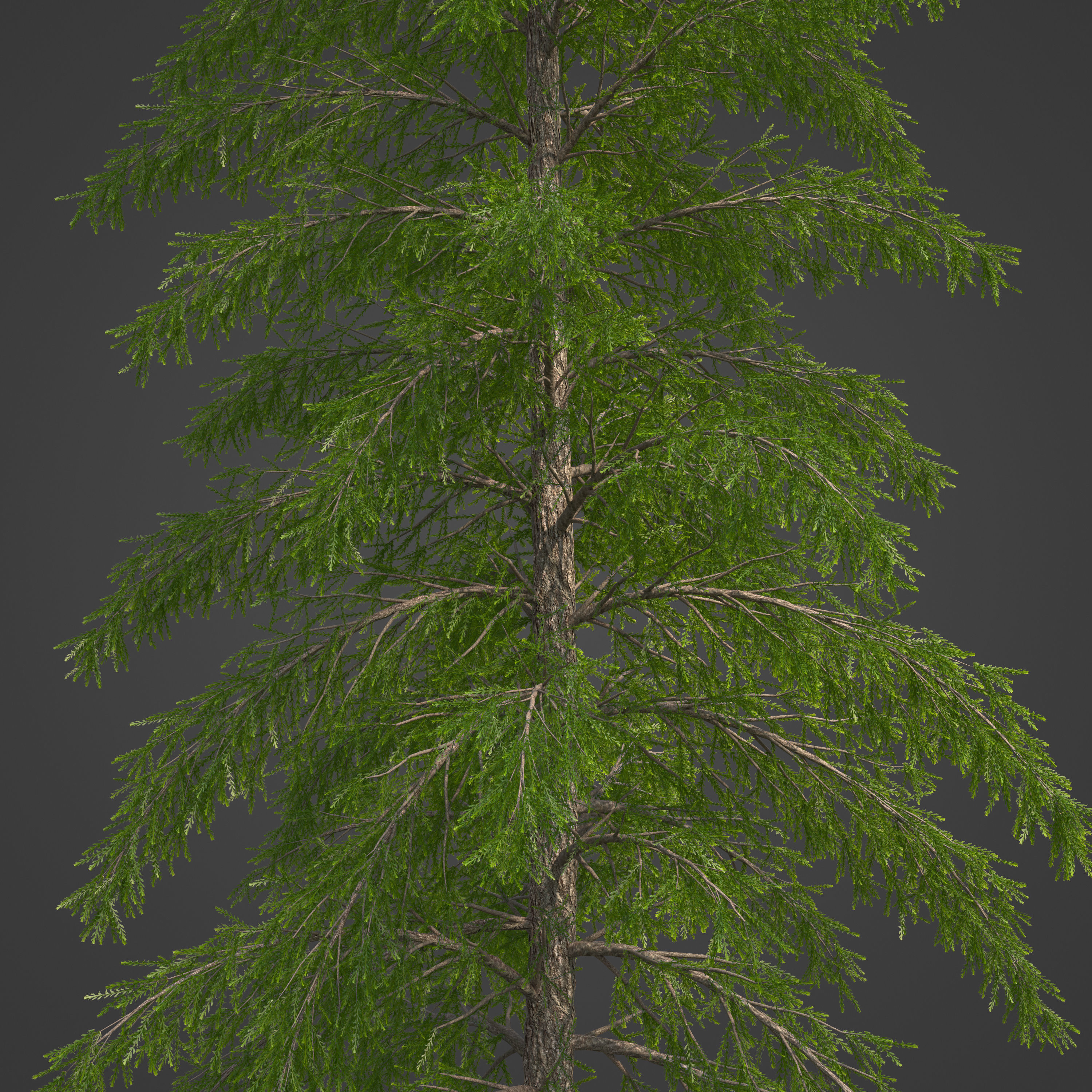 2021 PBR European Larch Collection - Larix Decidua 3D model_3