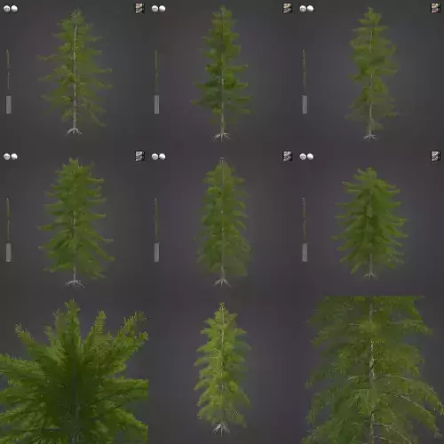 2021 PBR European Larch Collection - Larix Decidua 