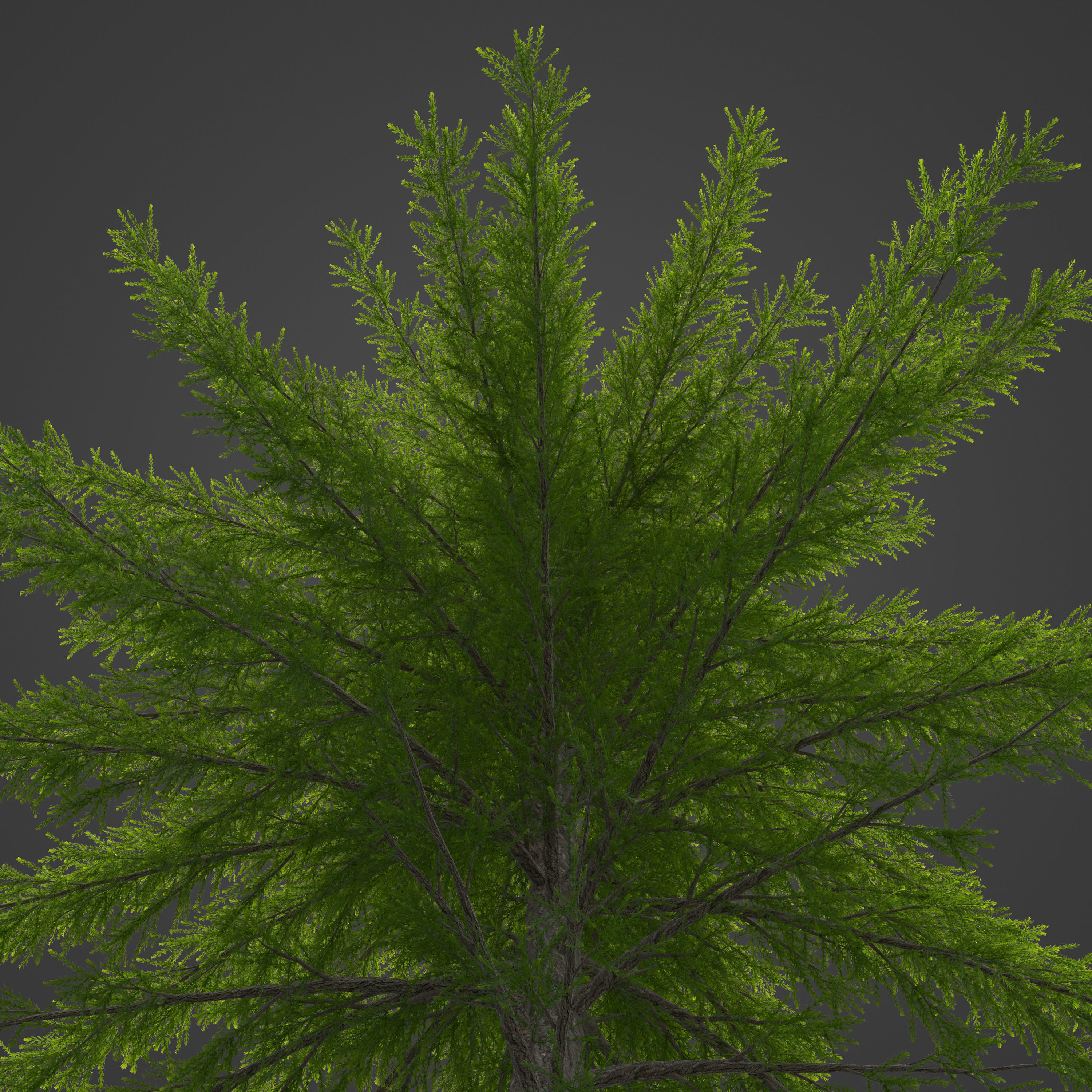 2021 PBR European Larch Collection - Larix Decidua 3D model_7