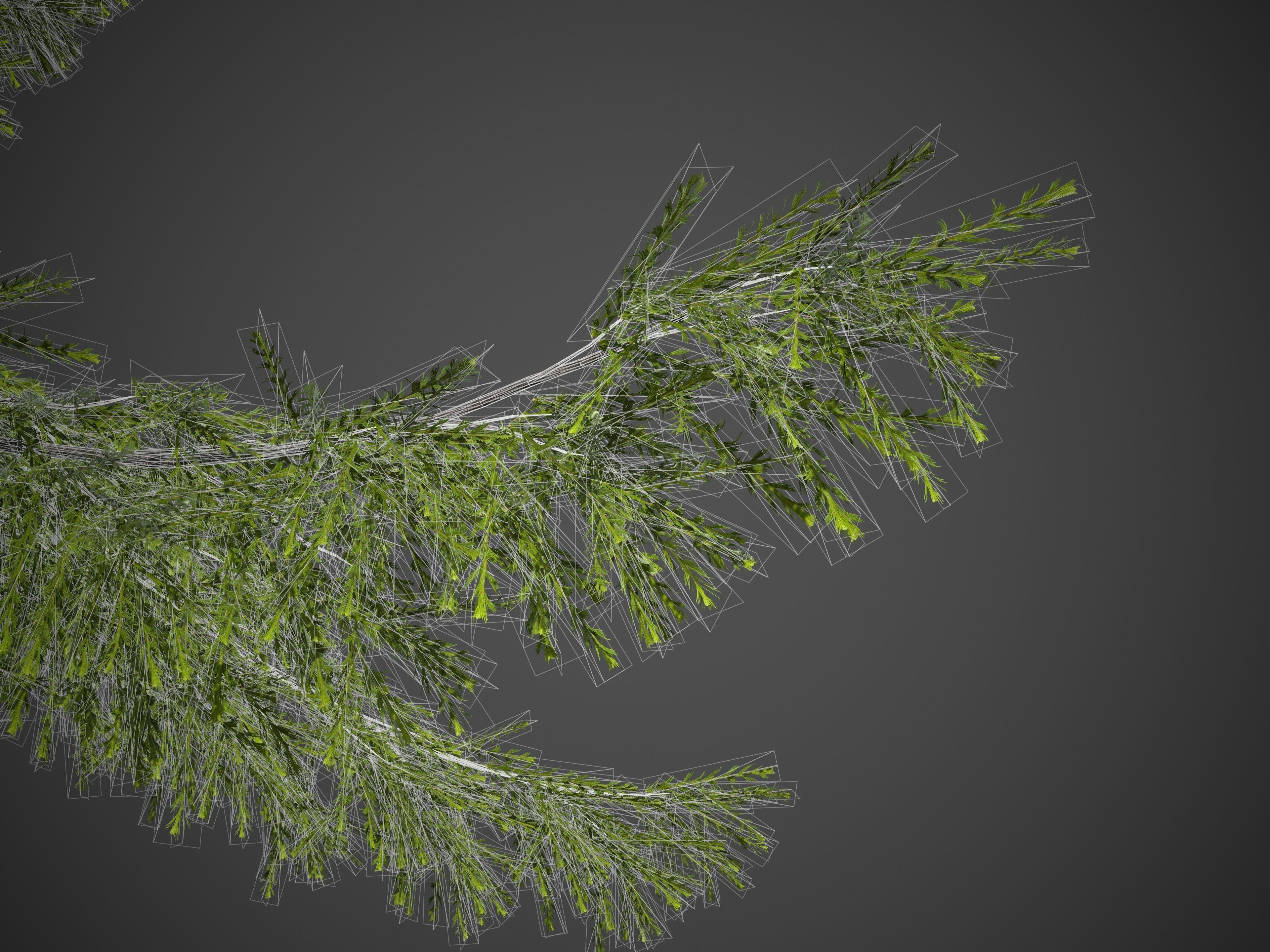 2021 PBR European Larch Collection - Larix Decidua 3D model_10