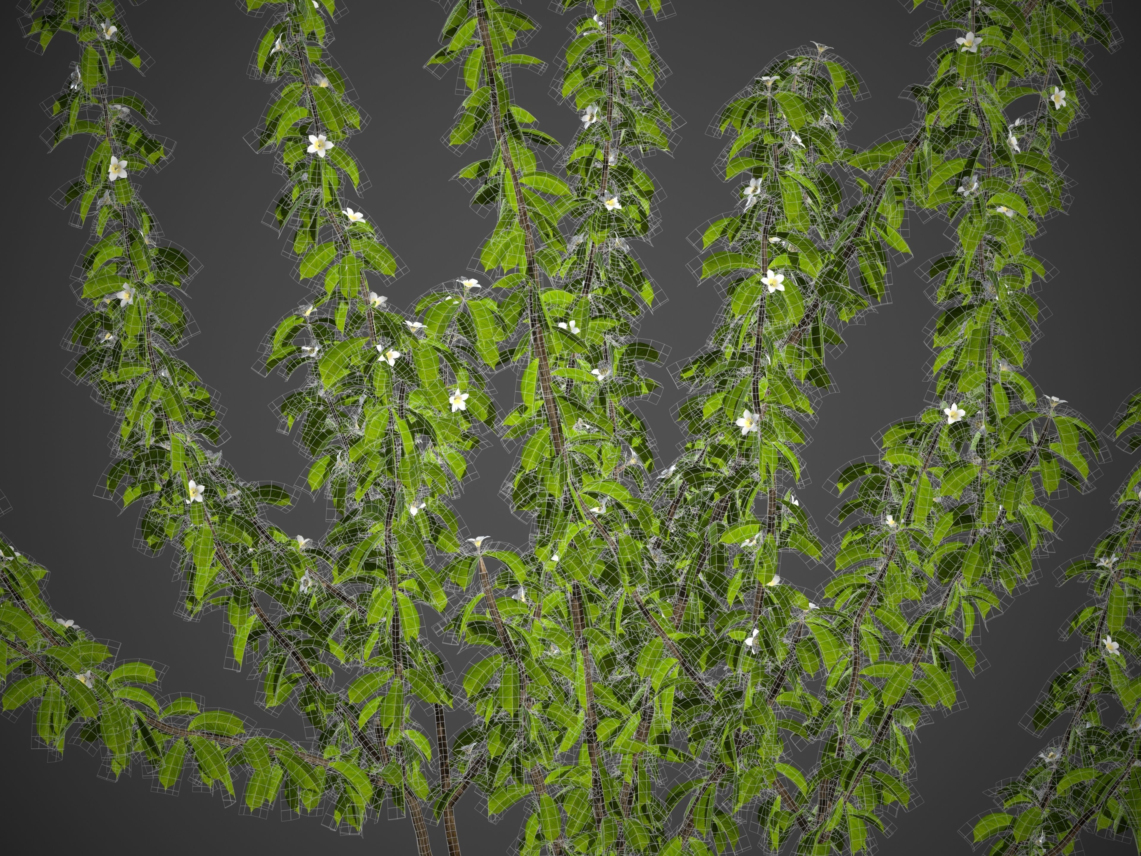 2021 PBR Medlar Collection - Mespilus Germanica 3D model_8