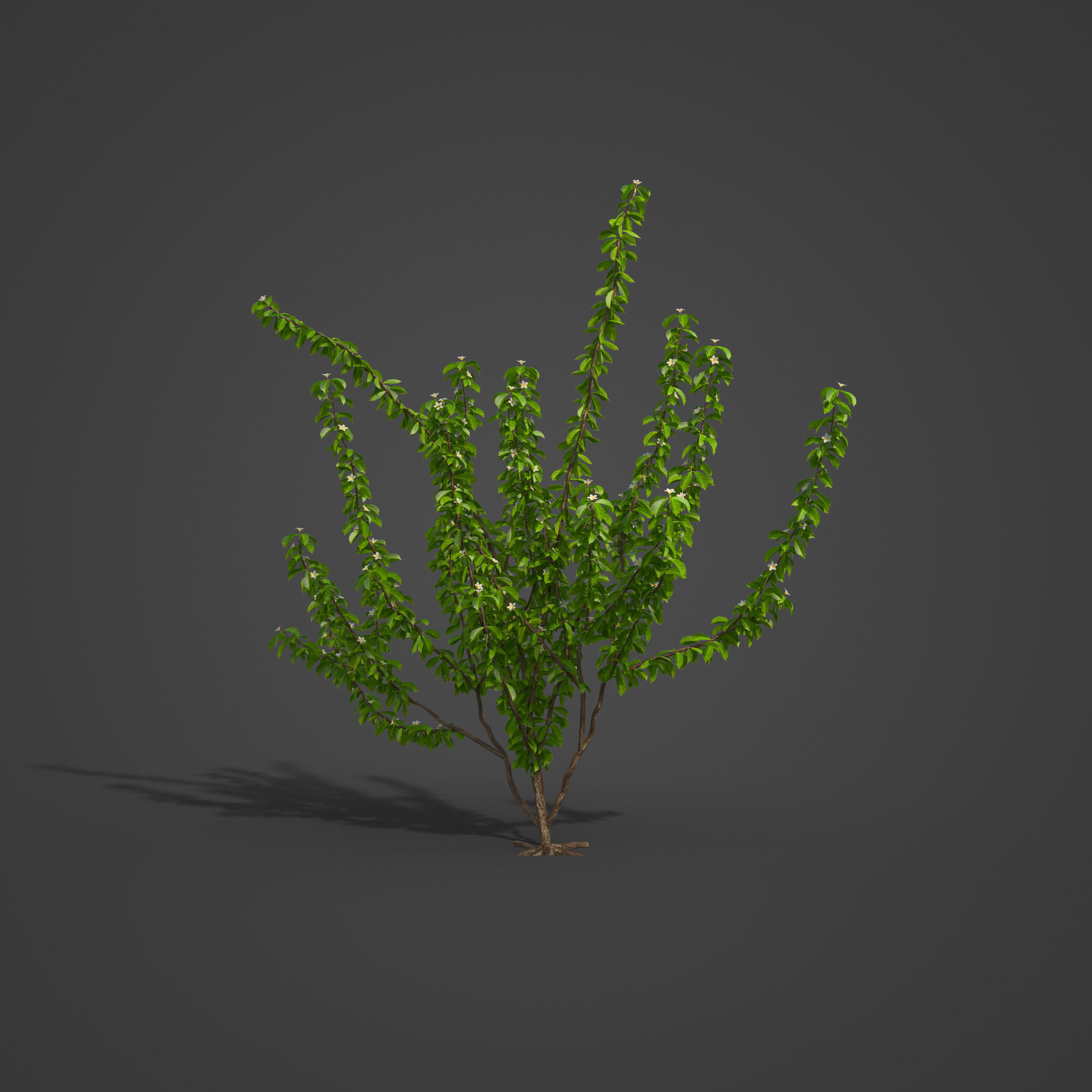 2021 PBR Medlar Collection - Mespilus Germanica 3D model_4