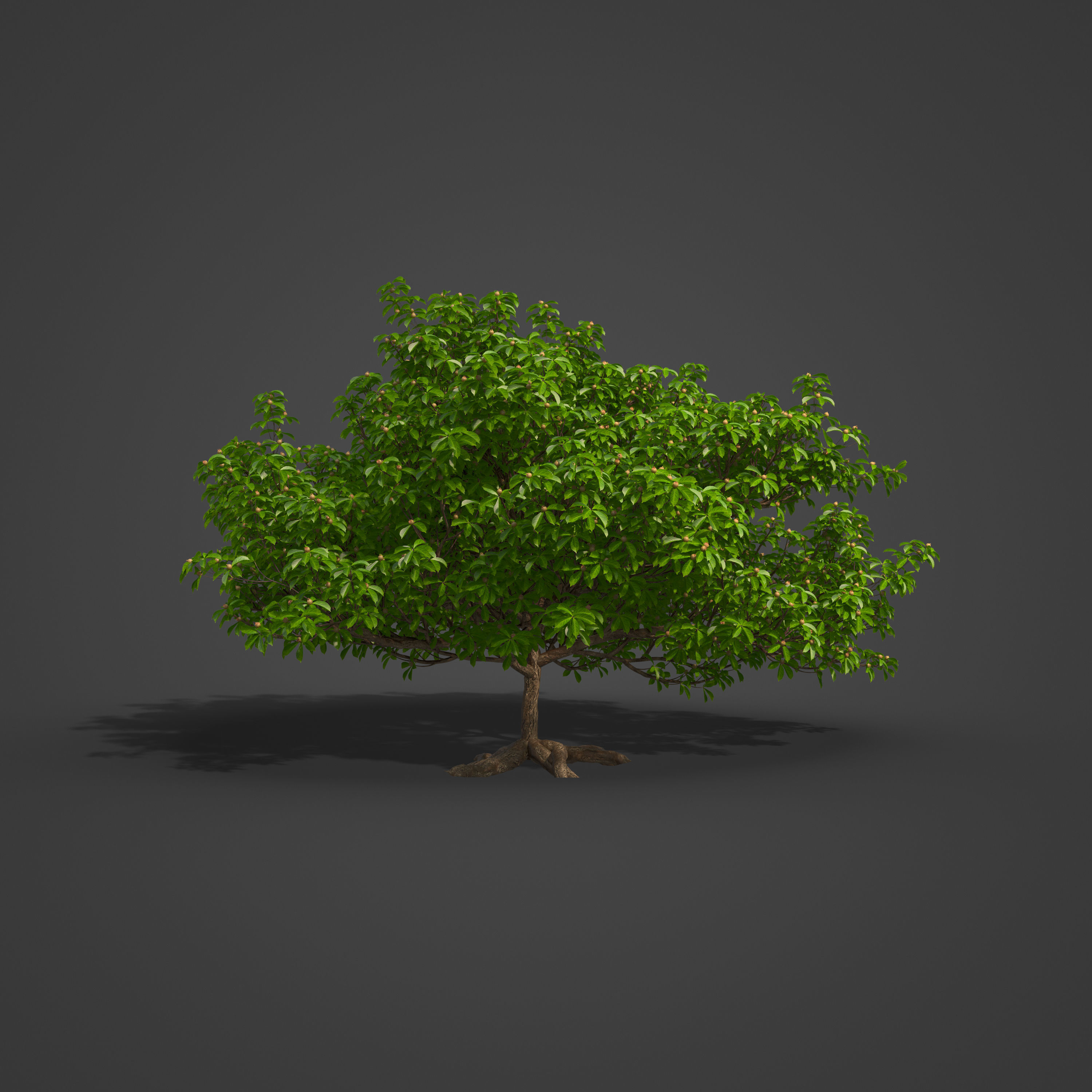 2021 PBR Medlar Collection - Mespilus Germanica 3D model_5