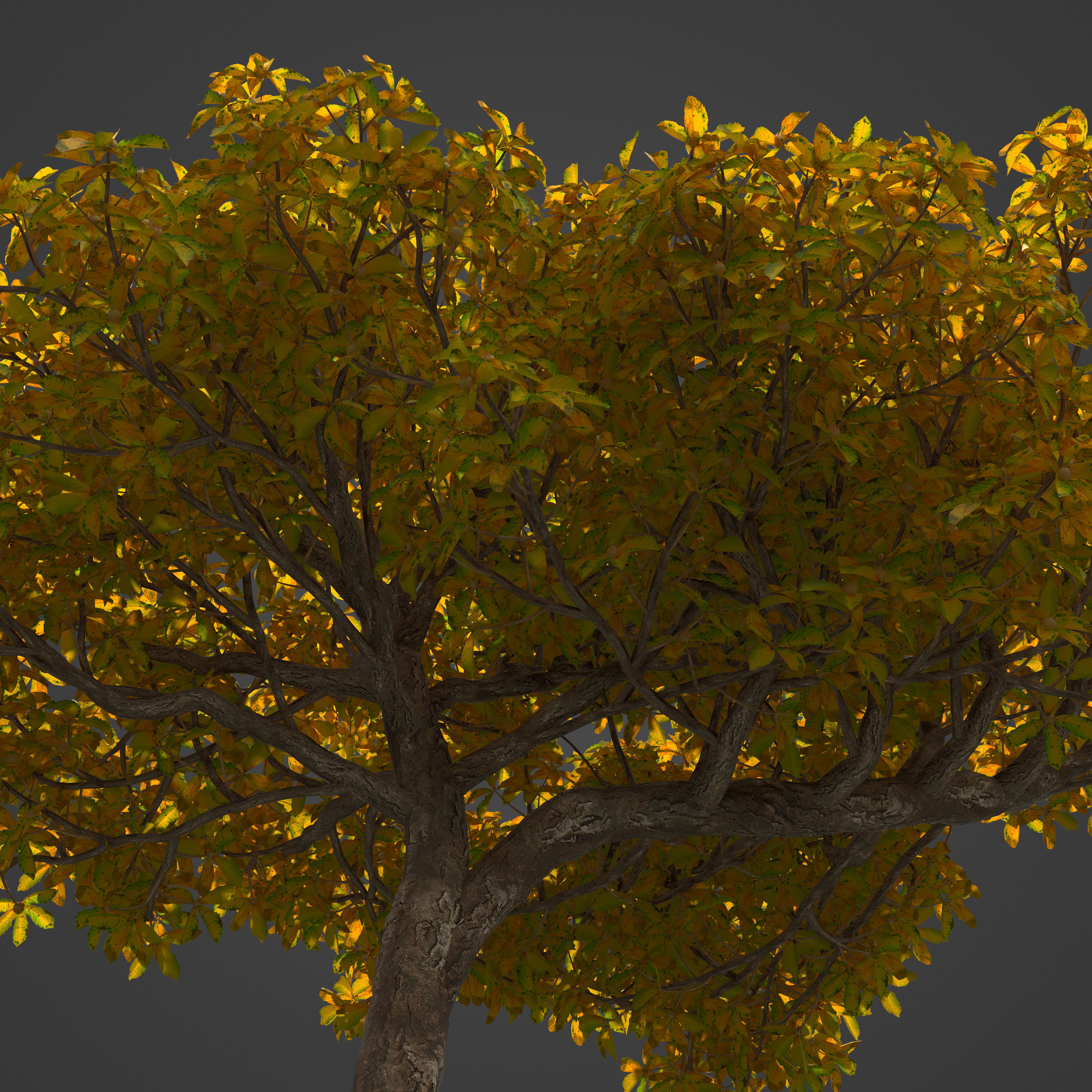 2021 PBR Medlar Collection - Mespilus Germanica 3D model_7