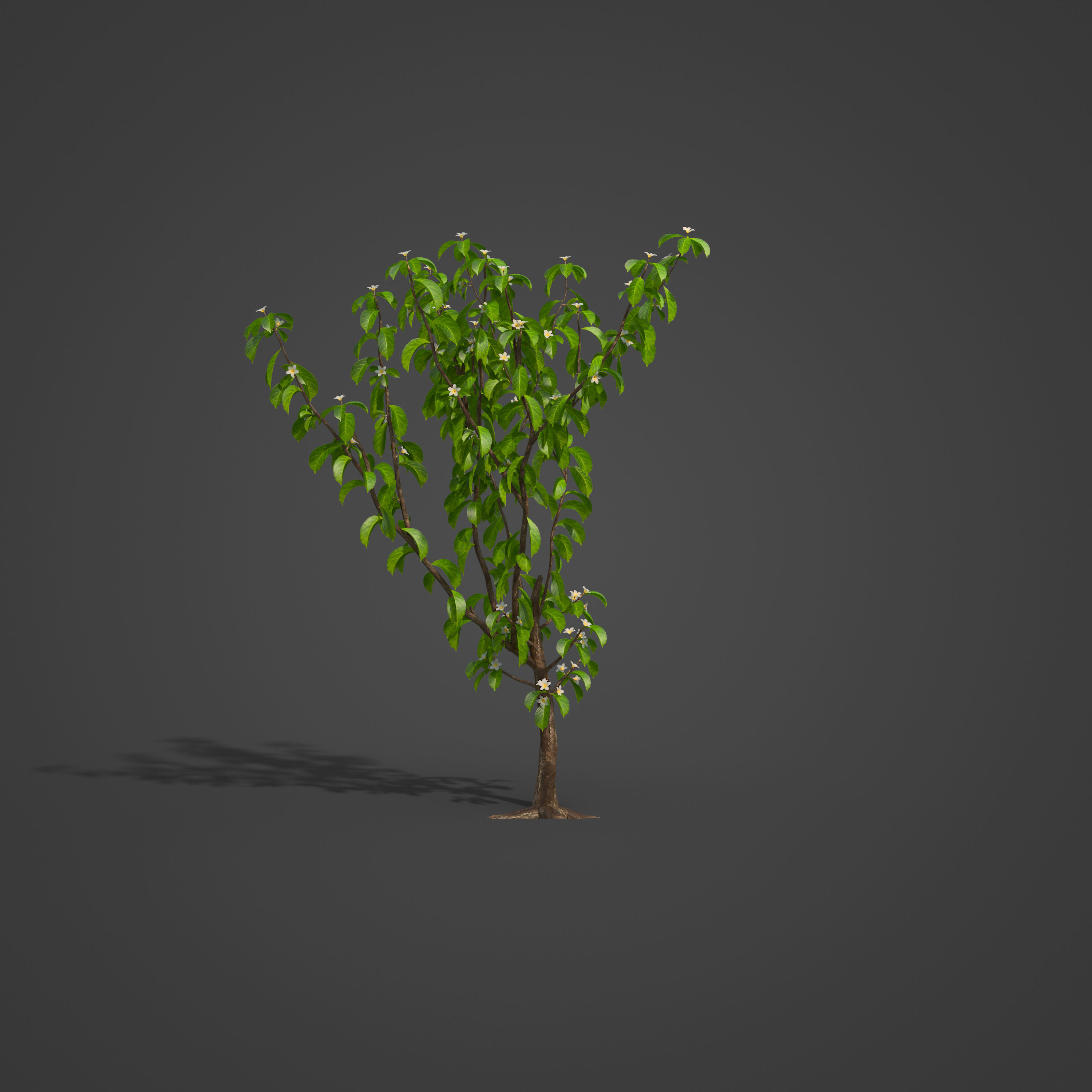 2021 PBR Medlar Collection - Mespilus Germanica 3D model_3