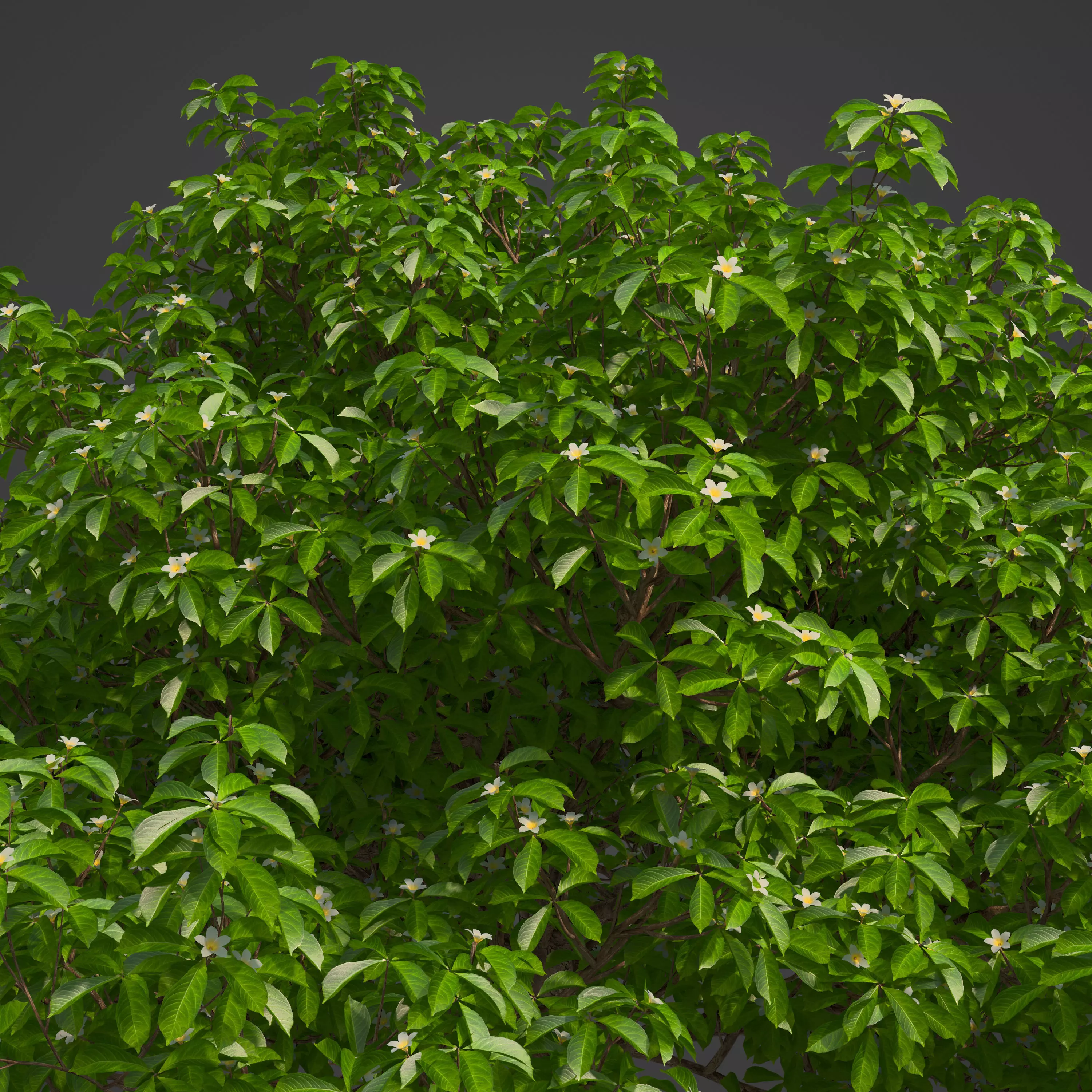 2021 PBR Medlar Collection - Mespilus Germanica 3D model_0
