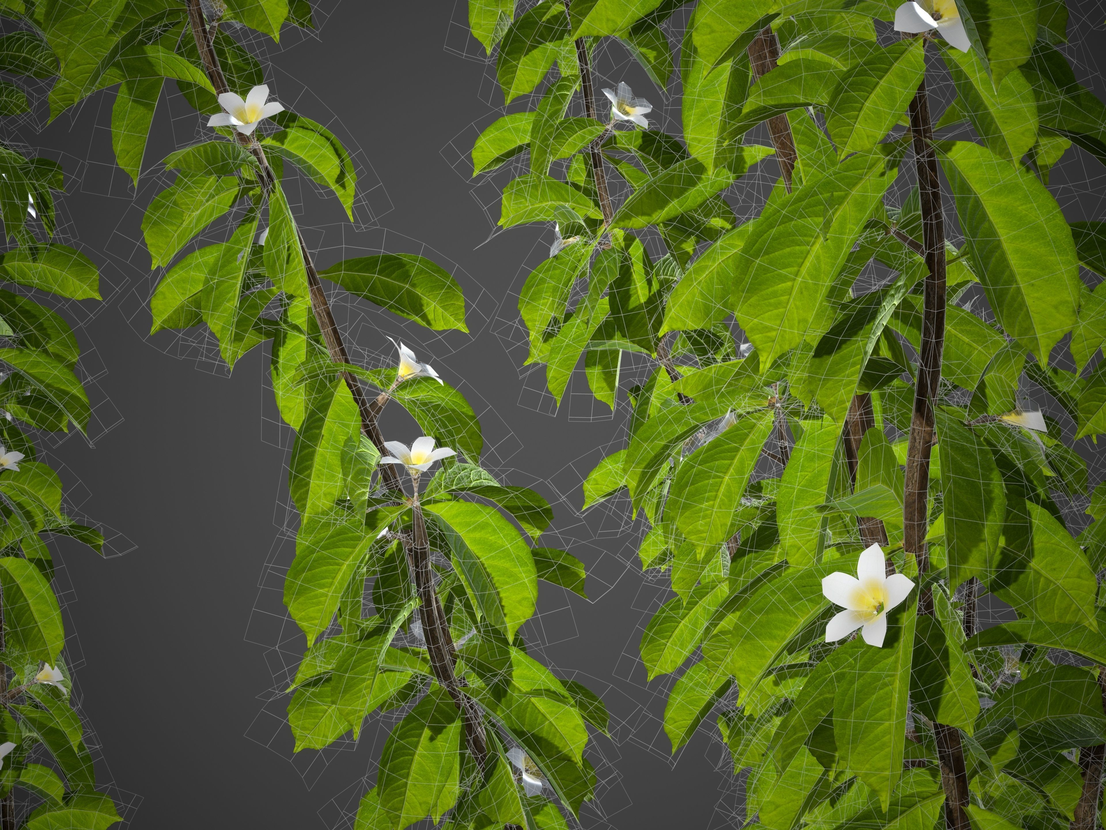 2021 PBR Medlar Collection - Mespilus Germanica 3D model_9
